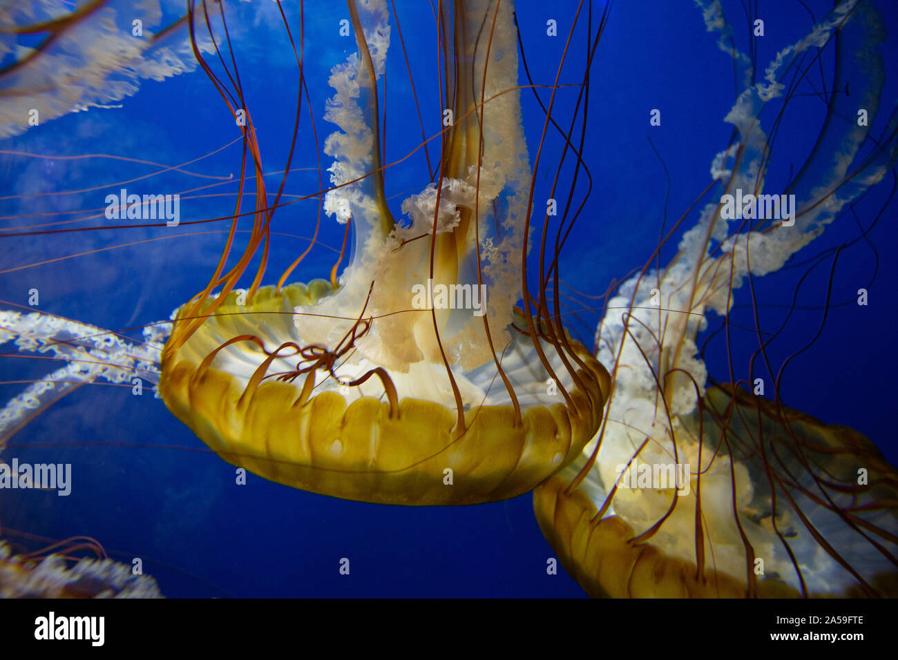 due grandi meduse gialle galleggianti capovolte Foto Stock