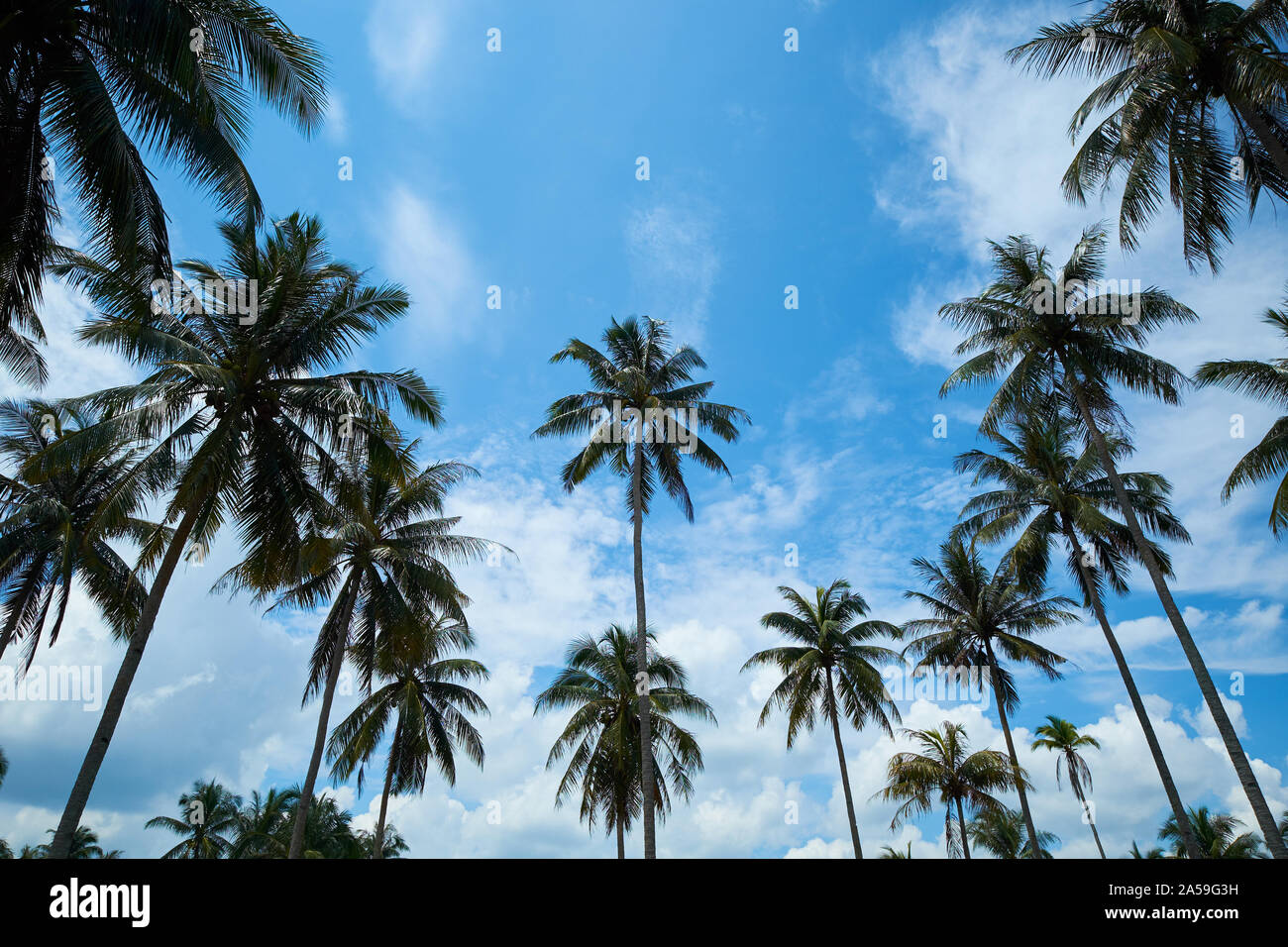 Un boschetto di esili, alte palme di cocco sway contro un cielo blu a nord della città di Pekan. In Pahang, Malaysia. Foto Stock