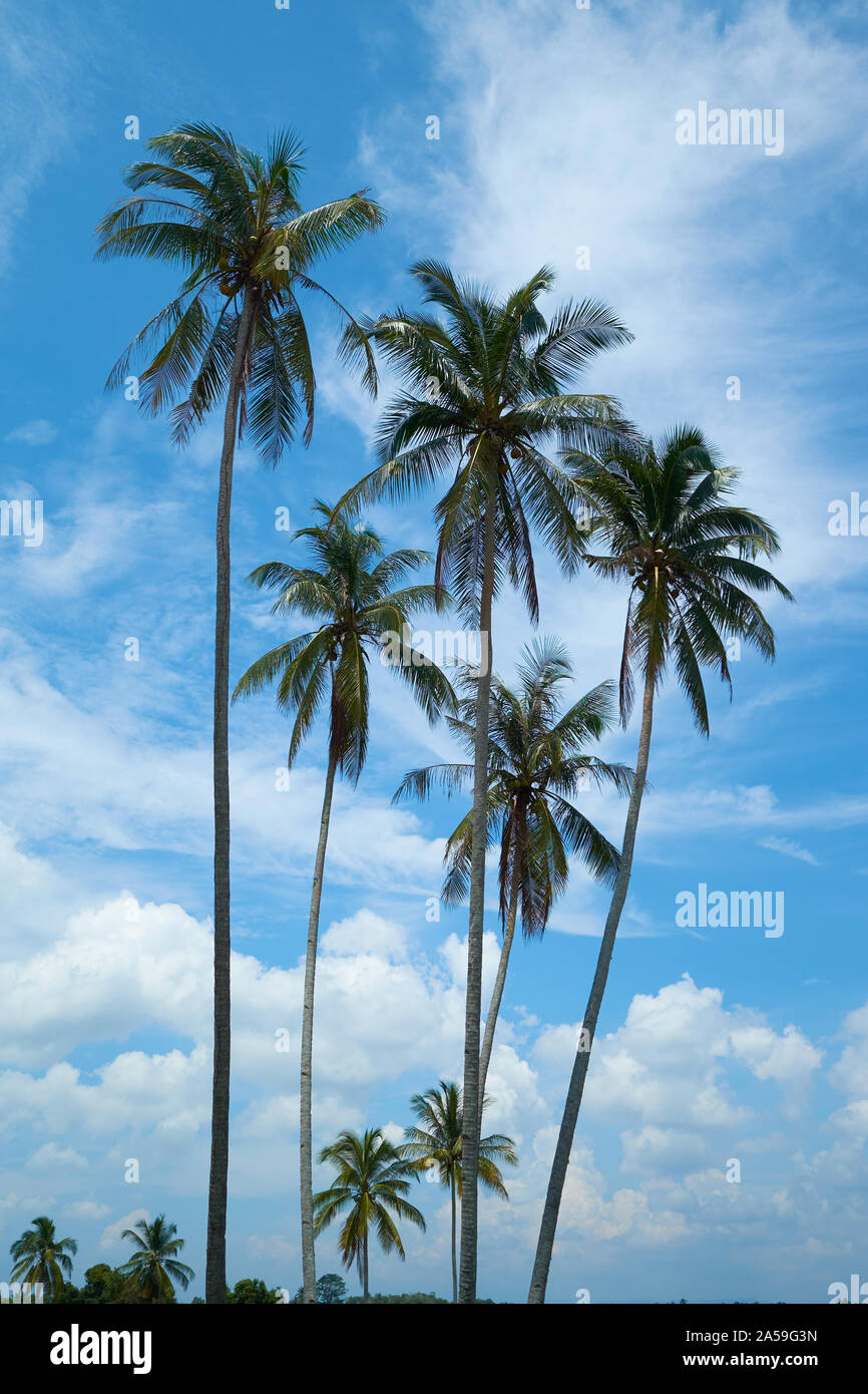 Un boschetto di esili, alte palme di cocco sway contro un cielo blu a nord della città di Pekan. In Pahang, Malaysia. Foto Stock