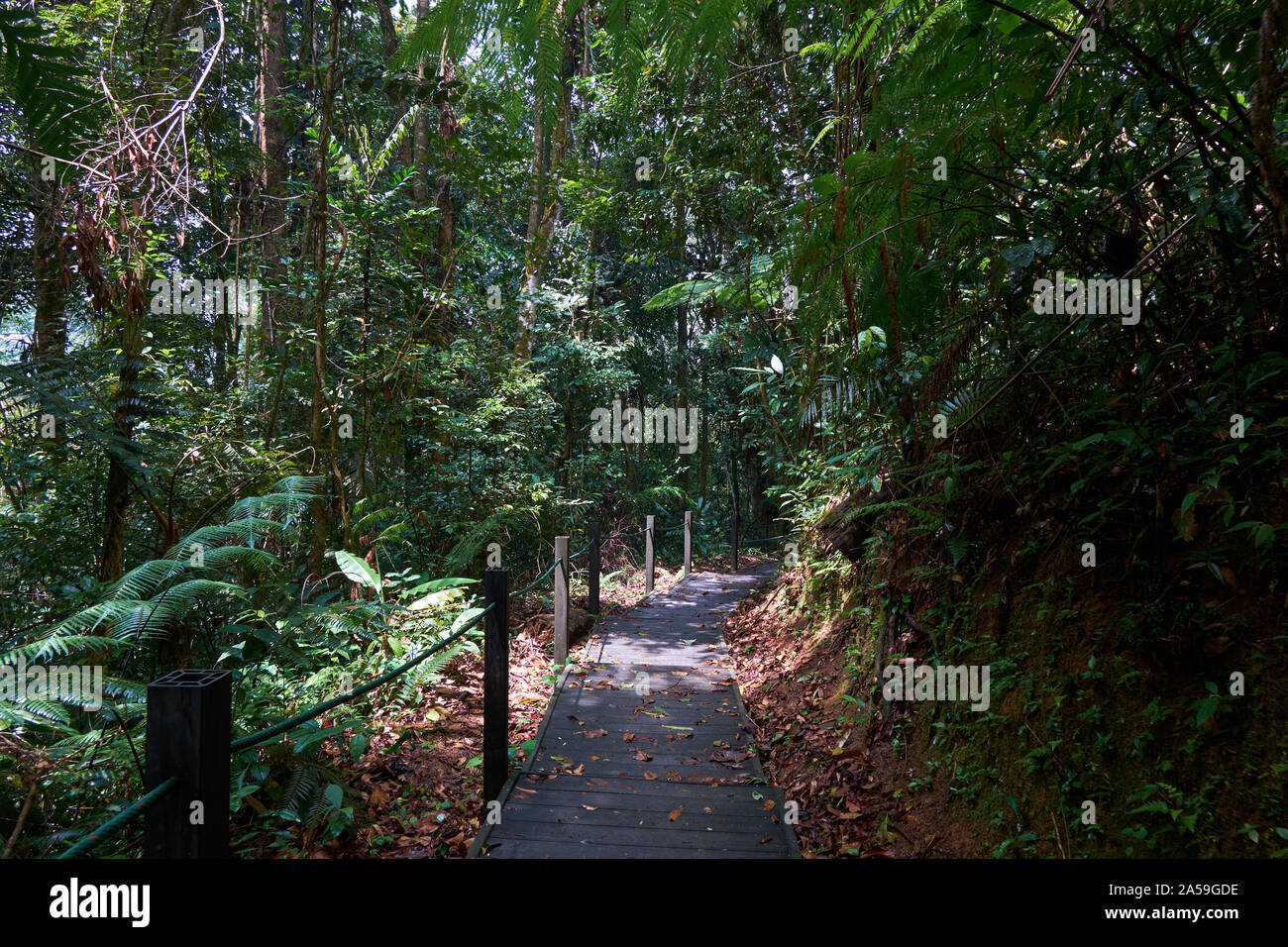 Camminando lungo una fitta sentiero natura con la passerella di legno nella luce solare pezzata in Fraser, Hill, Malaysia. Foto Stock