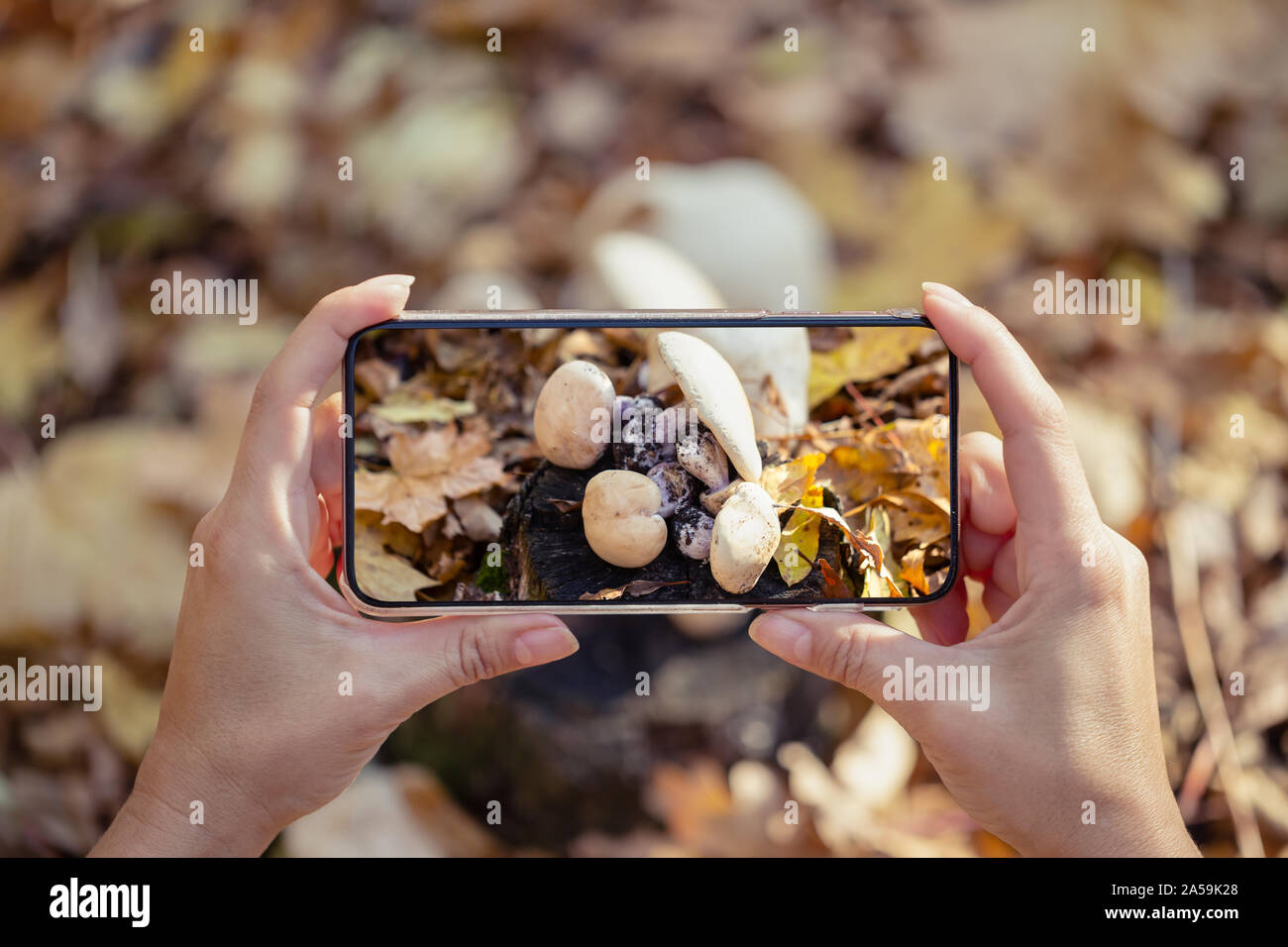 Mani femminili con un telefono cellulare per scattare foto di funghi nella foresta. Il concetto di autunno e di uno stile di vita attivo. Foto Stock