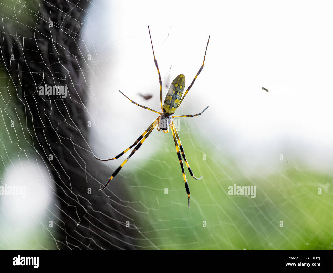 Un Nephila clavata, un tipo di orb weaver spider nativa per il Giappone in cui esso è chiamato joro-gumo o joro spider, attende nel suo web per la preda. Foto Stock