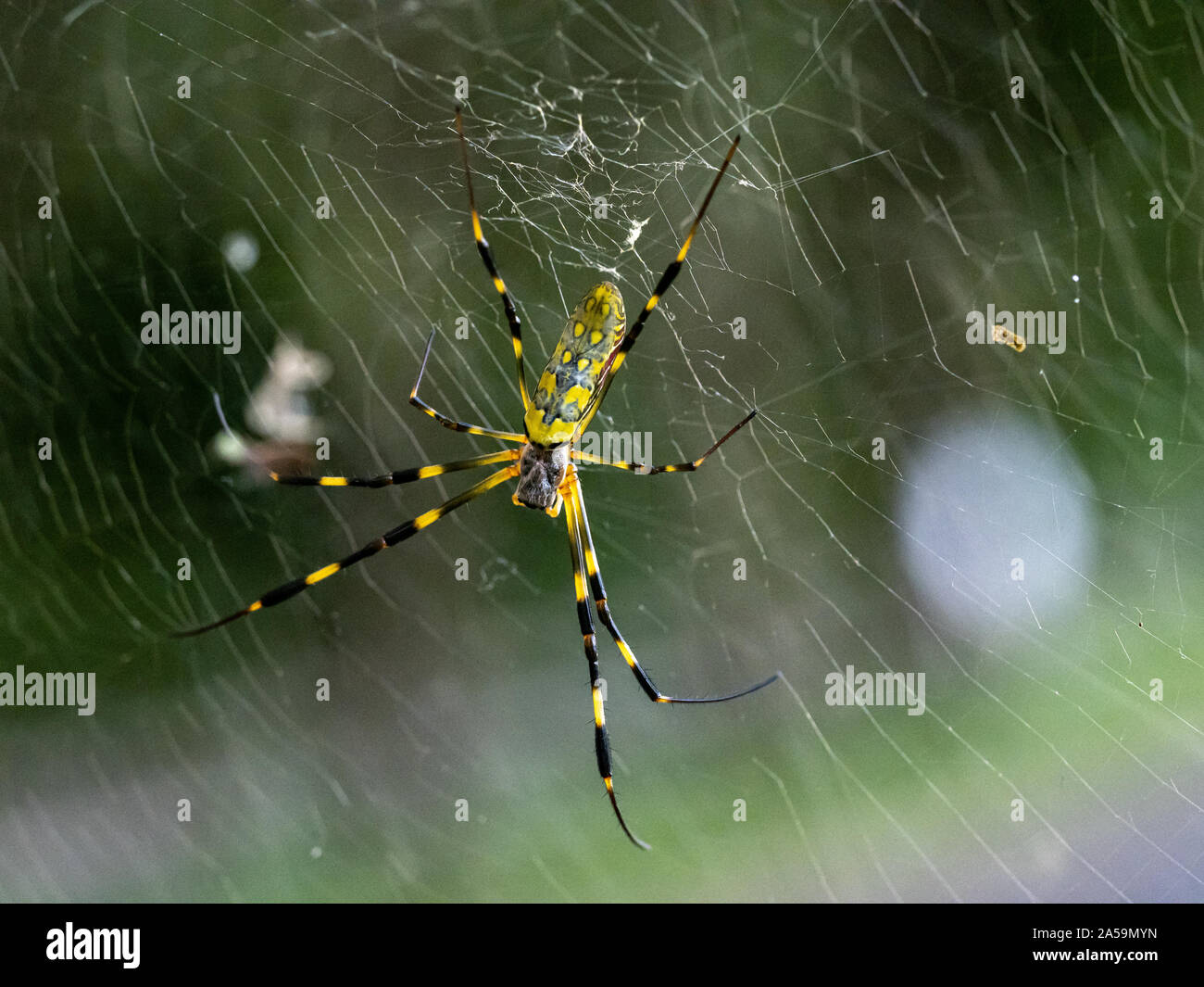 Un Nephila clavata, un tipo di orb weaver spider nativa per il Giappone in cui esso è chiamato joro-gumo o joro spider, attende nel suo web per la preda. Foto Stock