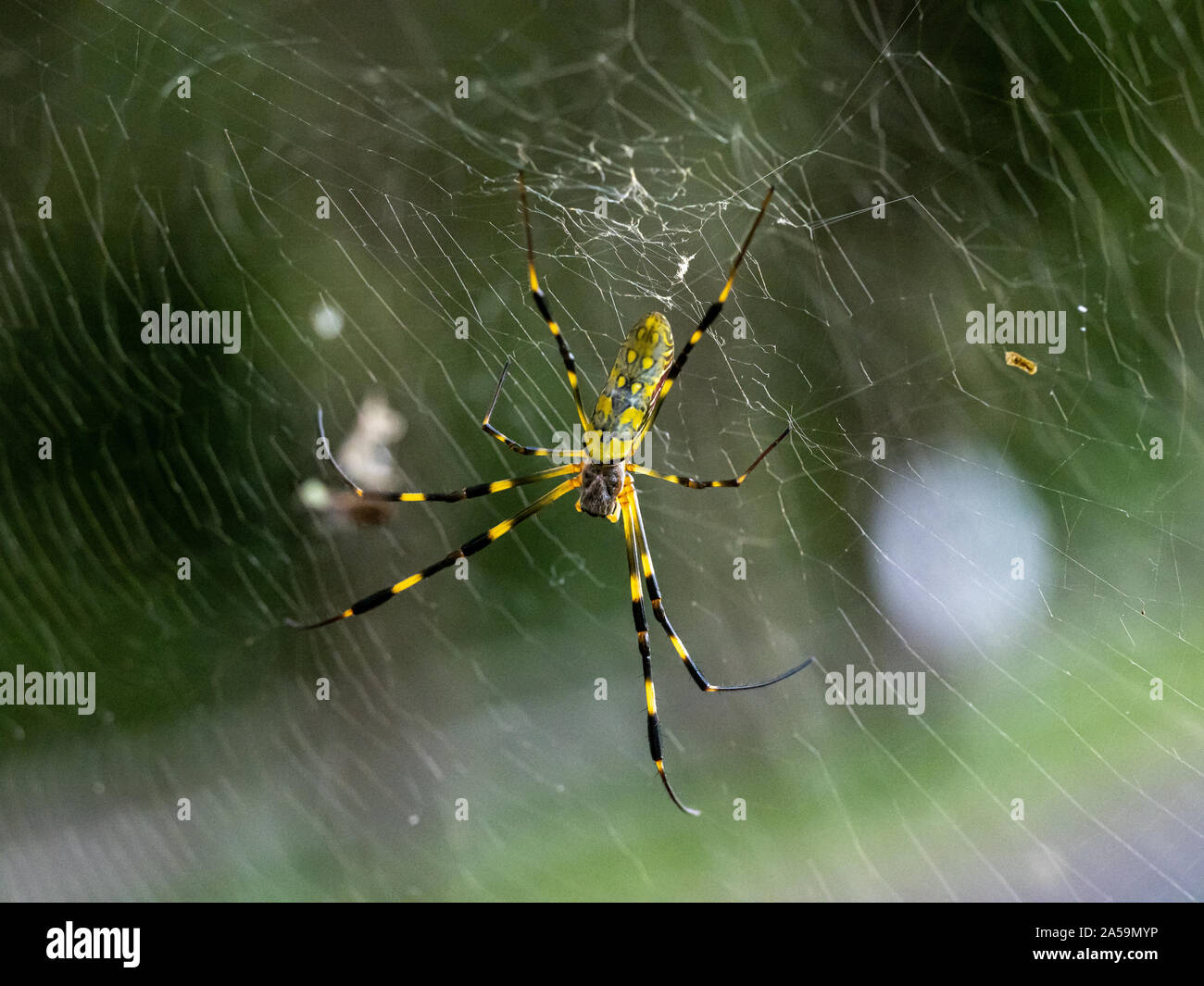 Un Nephila clavata, un tipo di orb weaver spider nativa per il Giappone in cui esso è chiamato joro-gumo o joro spider, attende nel suo web per la preda. Foto Stock