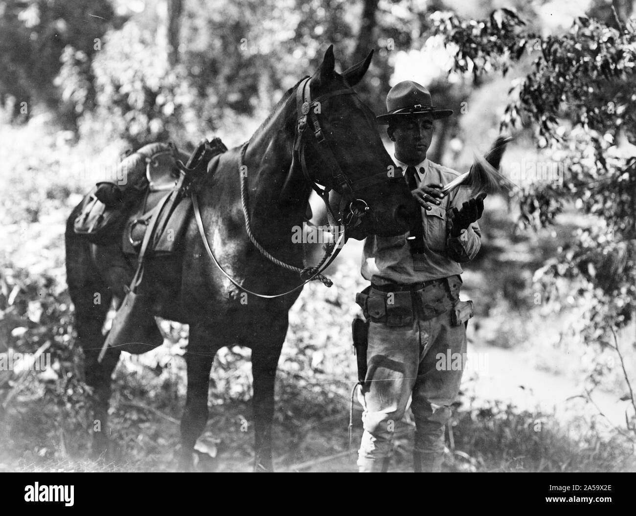 Sezione di piccione, Signal Corps. Il piccione viaggiatore che sta per essere rilasciato con un messaggio di ca. 1915-1925 Foto Stock