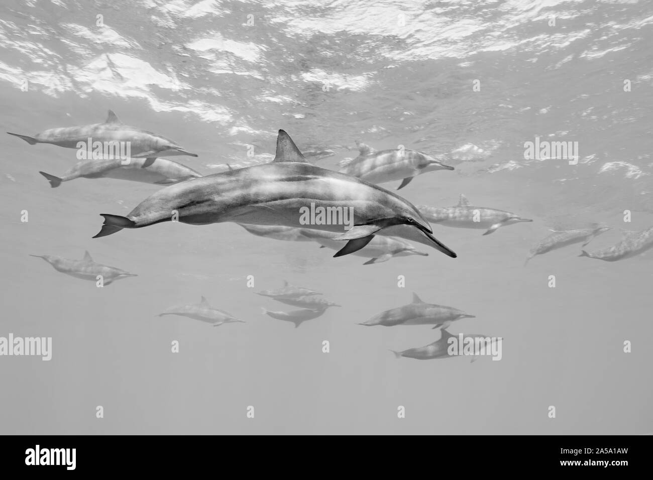 Spinner il Delfino Stenella longirostris, fuori dell'isola di Lanai, Hawaii. Foto Stock