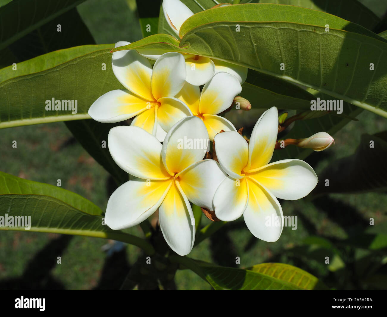 Fiori tropicali frangipani (plumeria). Il bianco e il giallo plumeria fiori su un albero Foto Stock
