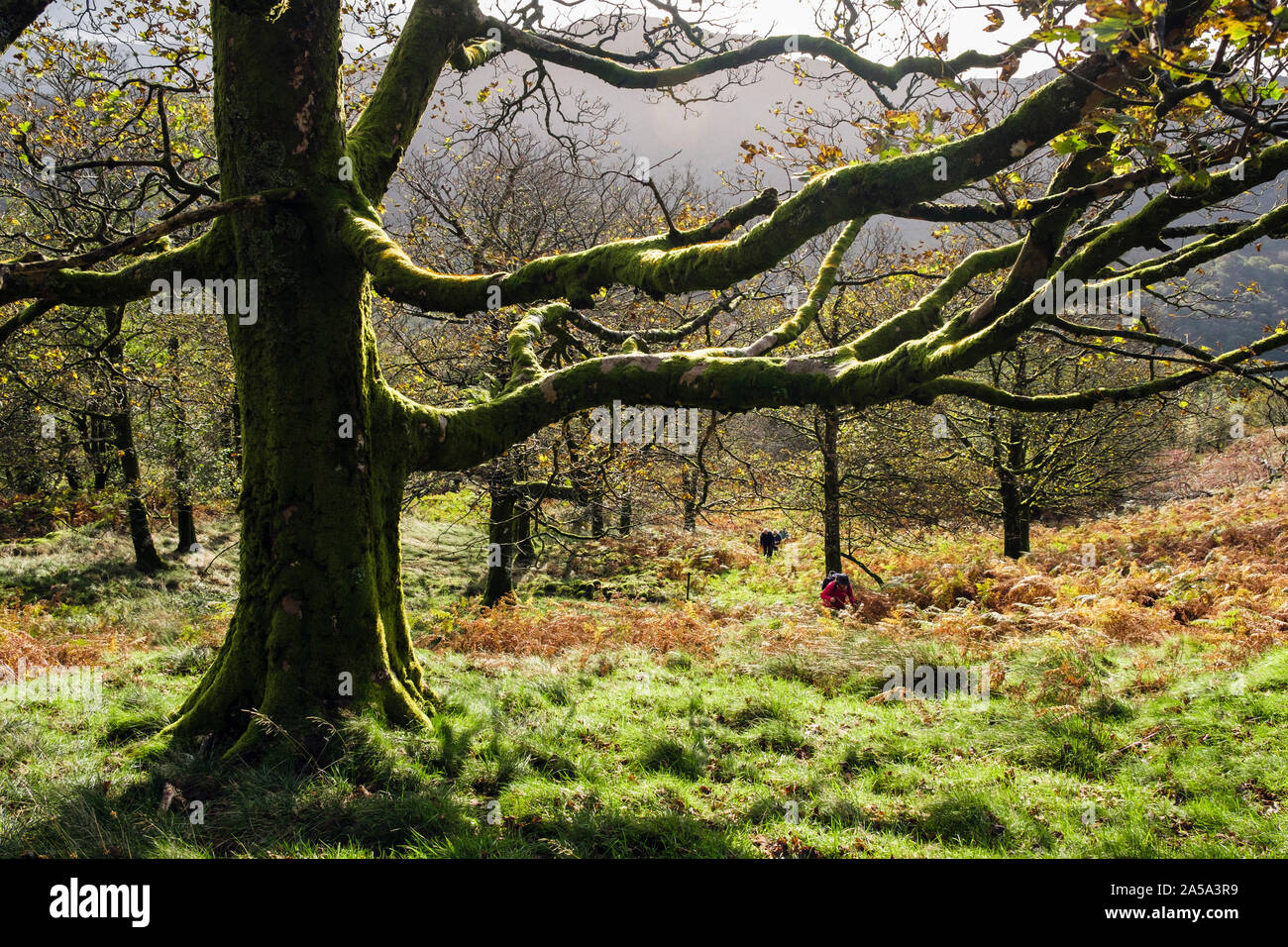 Coed Craflwyn boschi con gente camminare attraverso gli alberi nel Parco Nazionale di Snowdonia in autunno. Beddgelert, Gwynedd, il Galles del Nord, Regno Unito, Gran Bretagna Foto Stock