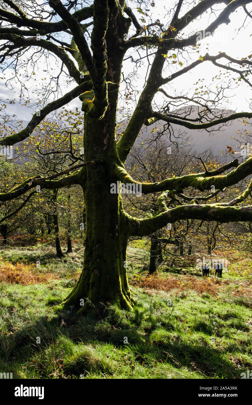Coed Craflwyn boschi con gente camminare attraverso gli alberi nel Parco Nazionale di Snowdonia in autunno. Beddgelert, Gwynedd, il Galles del Nord, Regno Unito, Gran Bretagna Foto Stock
