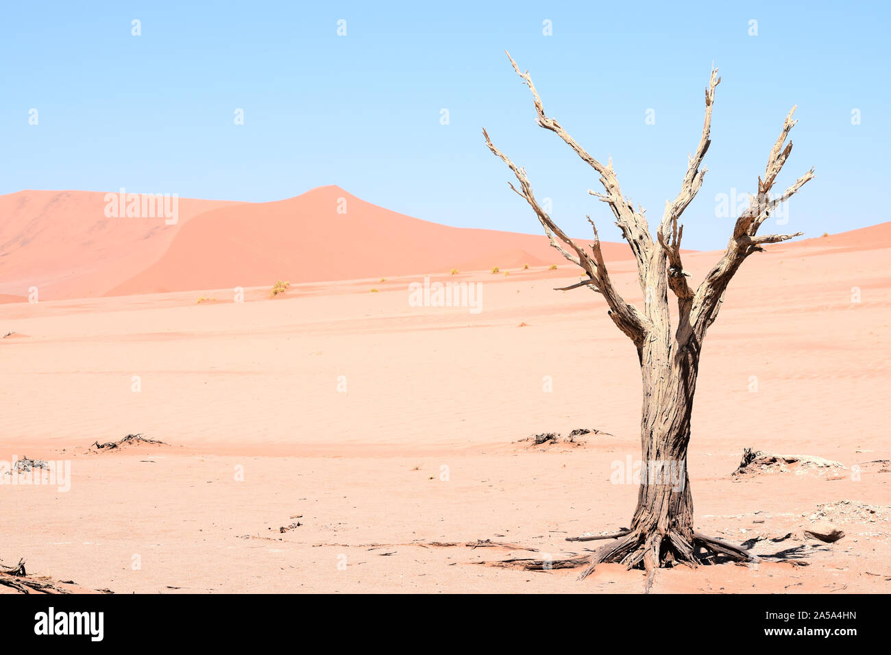 Un albero morto tronco, circondato da sabbia rossa, nel mezzo del deserto del Sossusvlei (o Sossus Valle) in Namibia - Africa. Grande come sfondo. Foto Stock