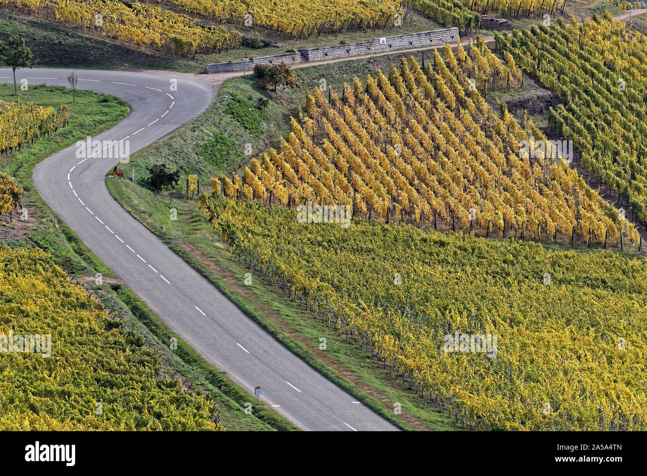 La Route des Vins (vini Route) si snoda tra i vigneti dell'Alsazia Foto Stock