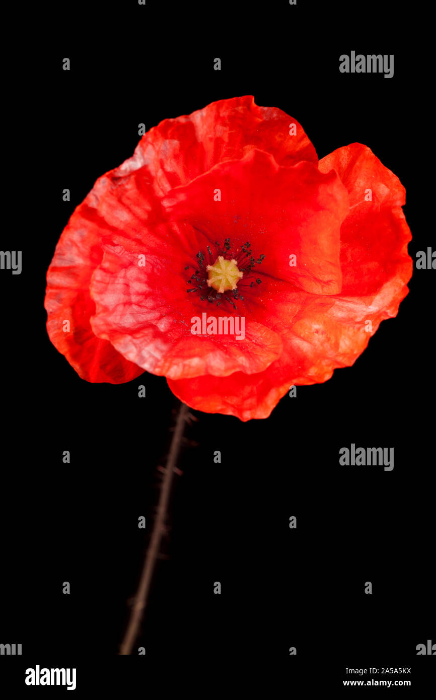 Seitliche Studio-Nahaufnahme einer einzelnen Blüte des Klatschmohns (Papaver rhoeas) mit Stängel vor schwarzen Hintergrund. Foto Stock