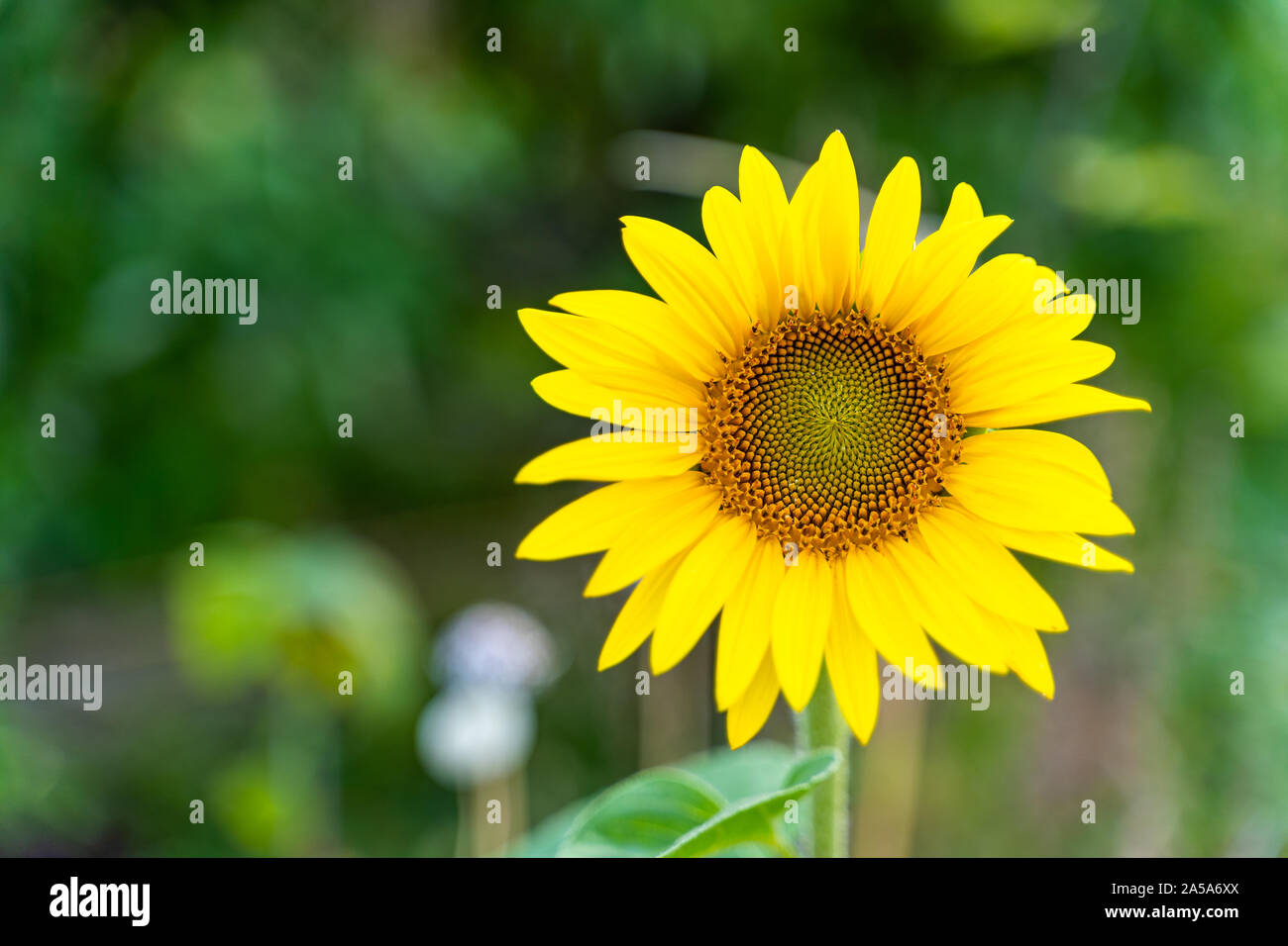 Helianthus o di girasole è un prodotto tipico in agricoltura. Wild varaiations sono in crescita in tutta la campagna durante il periodo estivo o parchi. Essi mostrano una Foto Stock