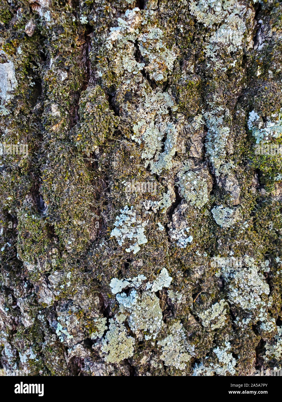 Wild Quercia stagionata di corteccia di albero texture, legno sfondo naturale Foto Stock