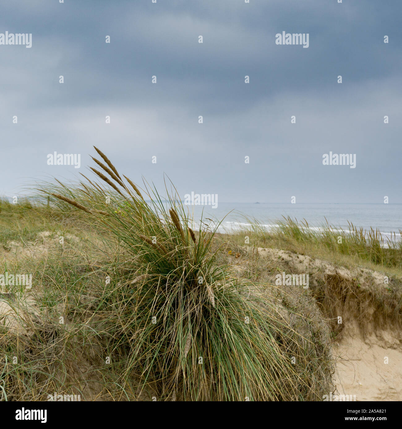 Vista ravvicinata di dune di sabbia e erbe con l'oceano dietro Foto Stock