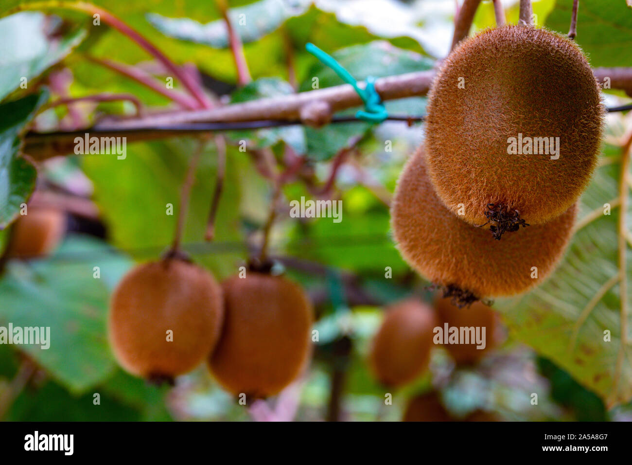 La coltivazione di frutta in frutteti nella regione di Trento del Nord Italia Foto Stock