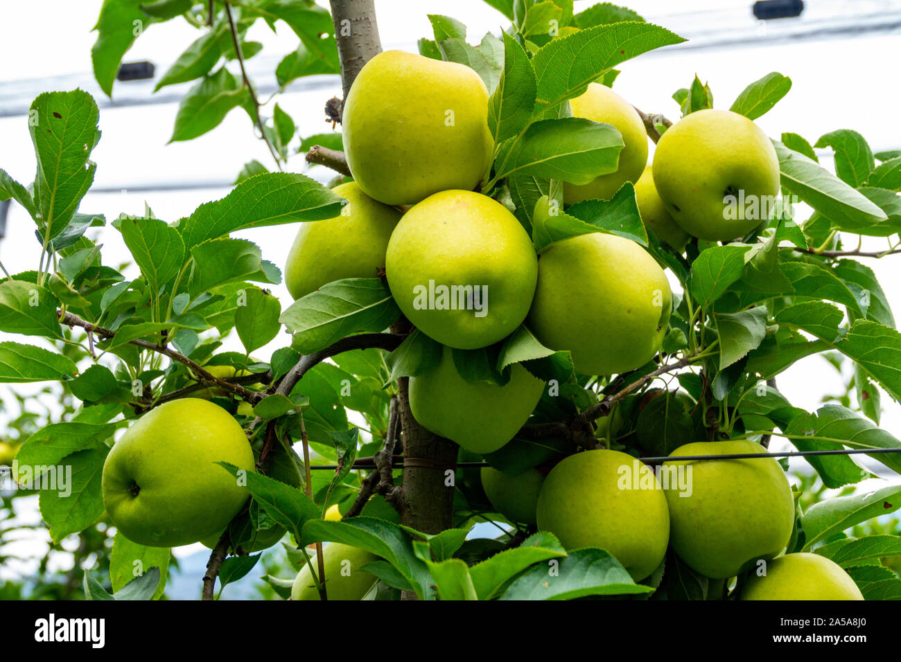 Mele, Frutta Crescendo in frutteti nella regione di Trento del Nord Italia Foto Stock