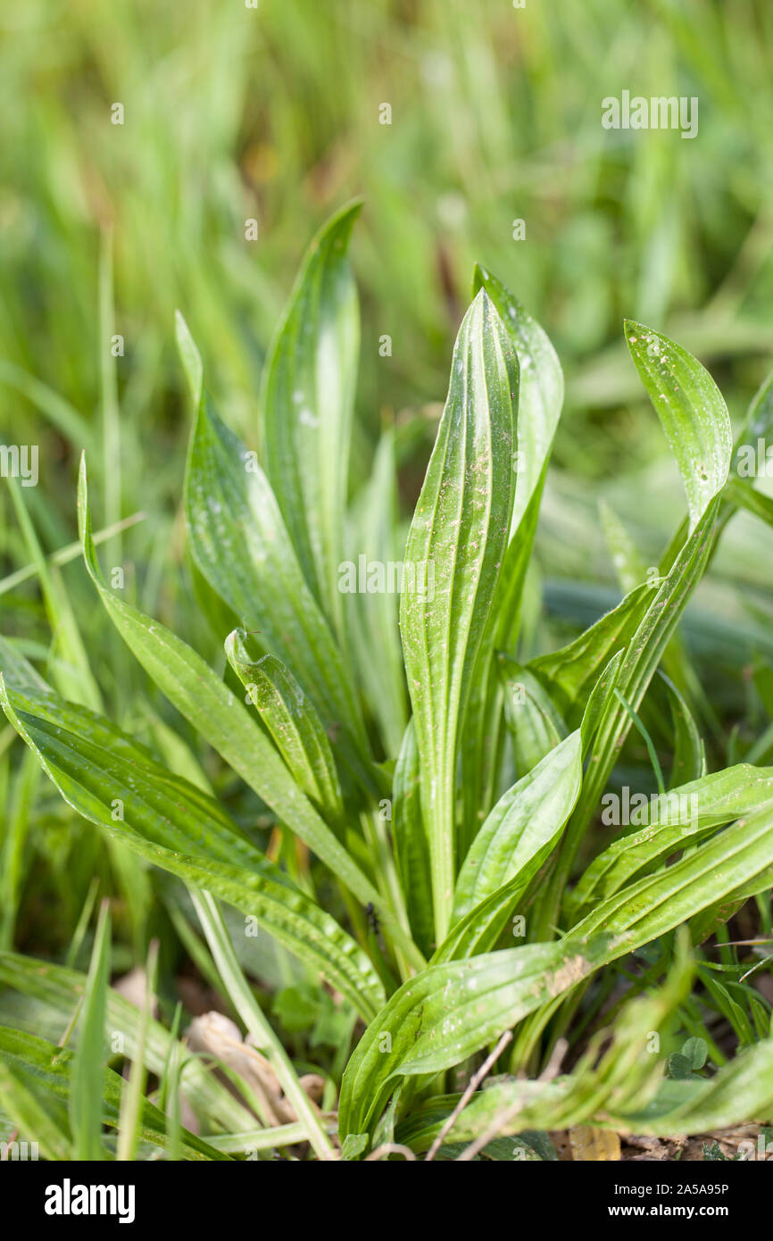 (Planzago lanceolata) Sptzwegerich nel prato Foto Stock