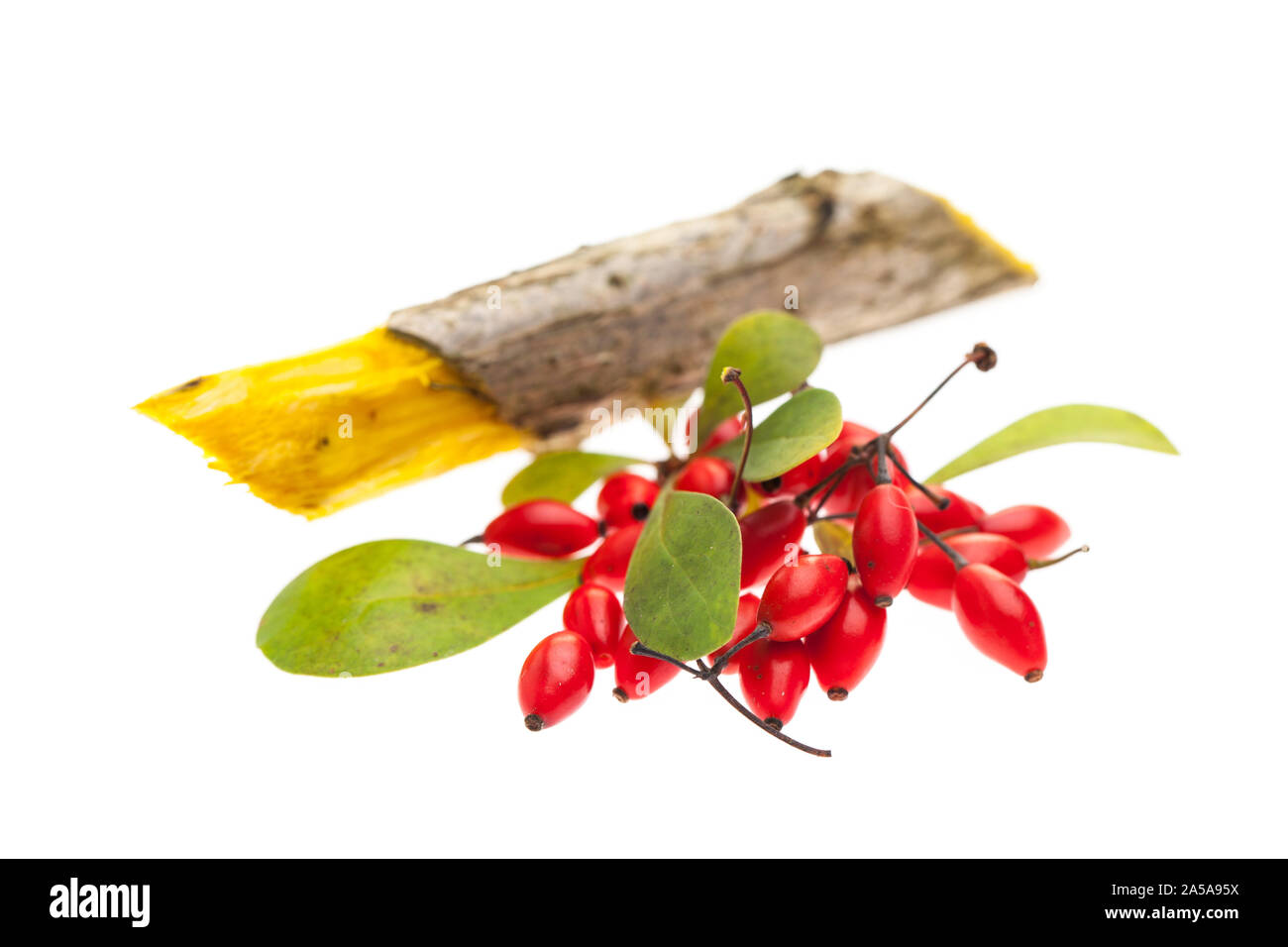 Crespino (berberis vulgaris) bacche e foglie e legno isolato su sfondo bianco Foto Stock