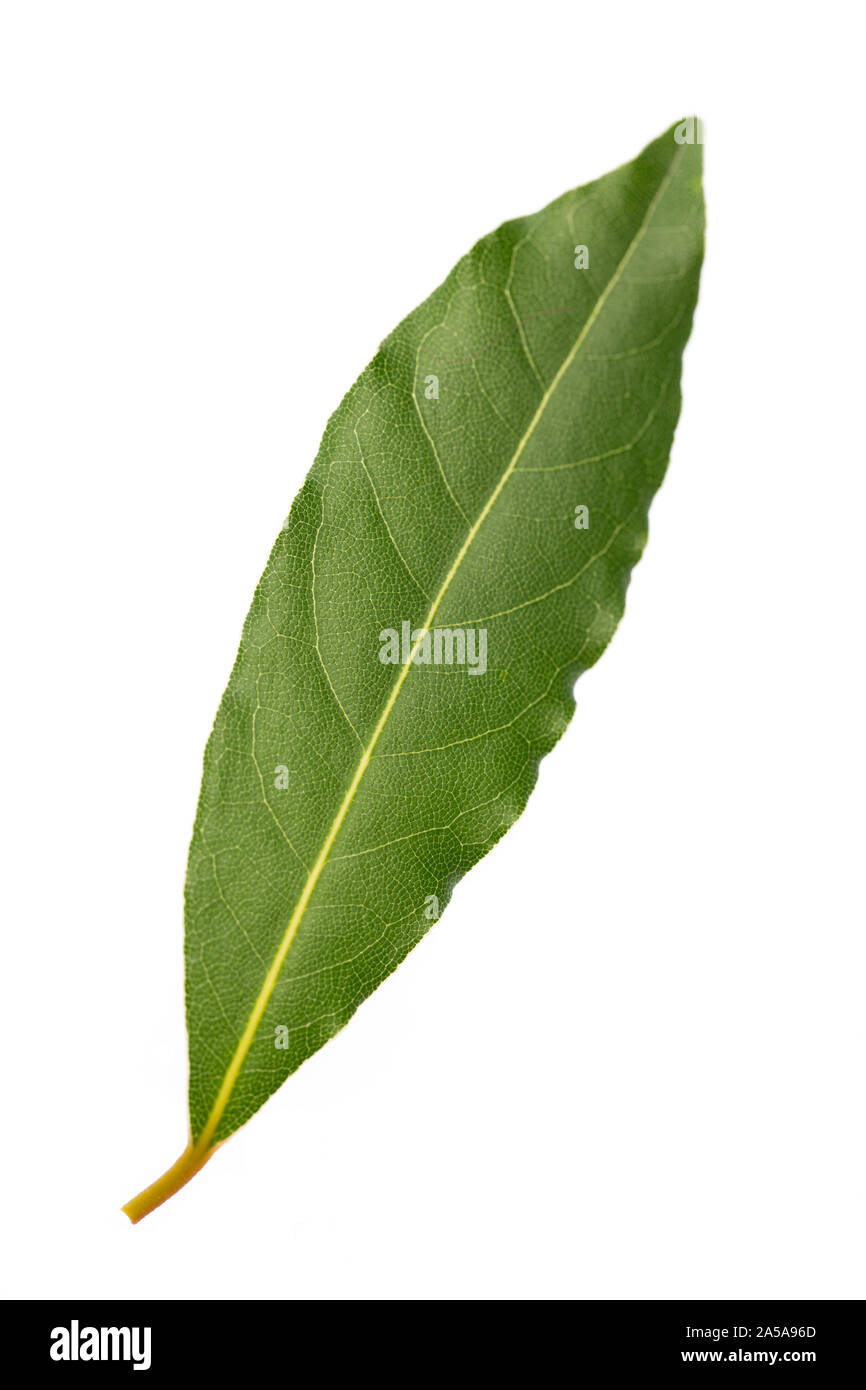 Fresche foglie di alloro isolati su sfondo bianco Foto Stock