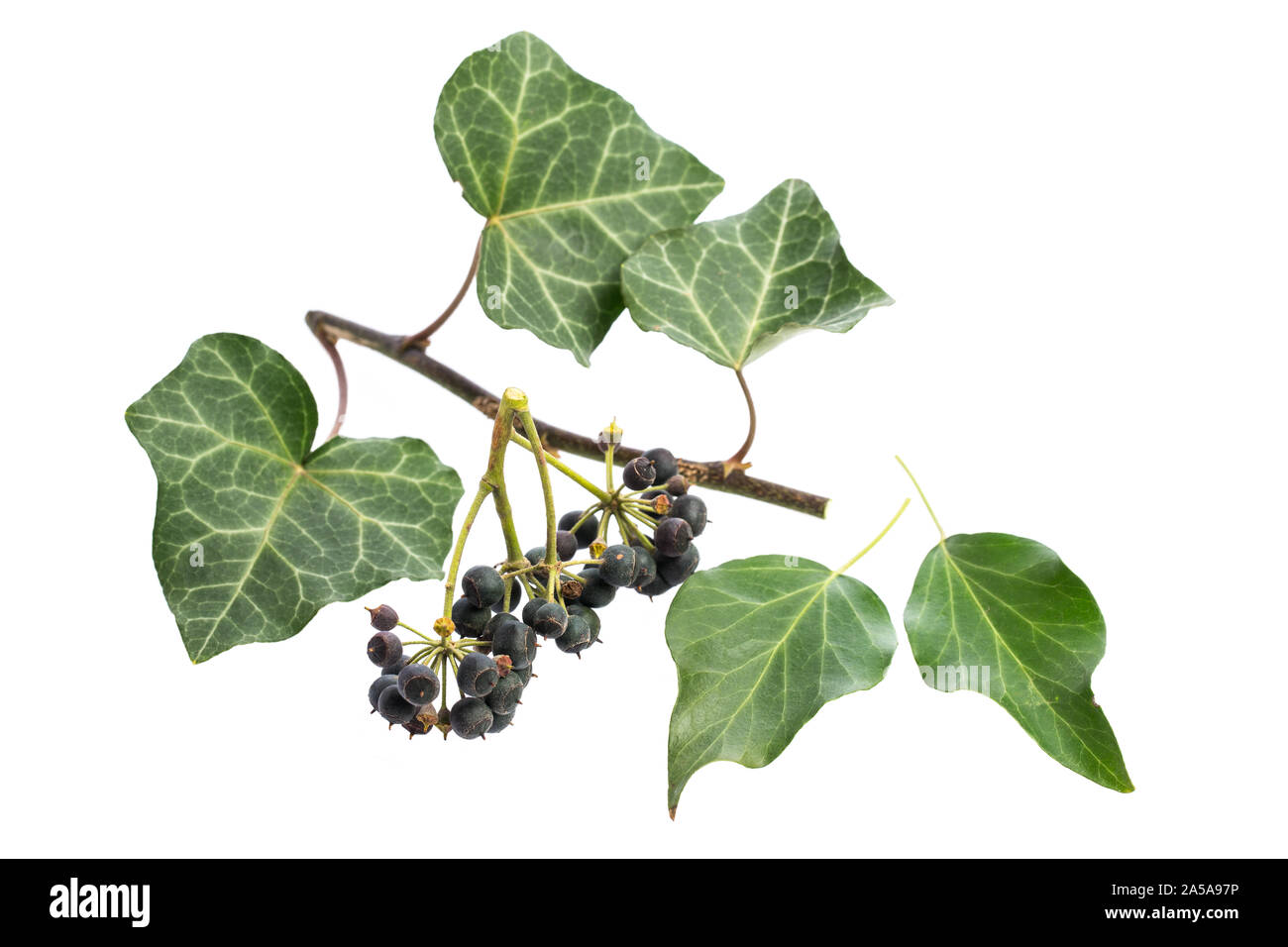 Piante di guarigione: edera (Hedera helix) parti della pianta Foto Stock