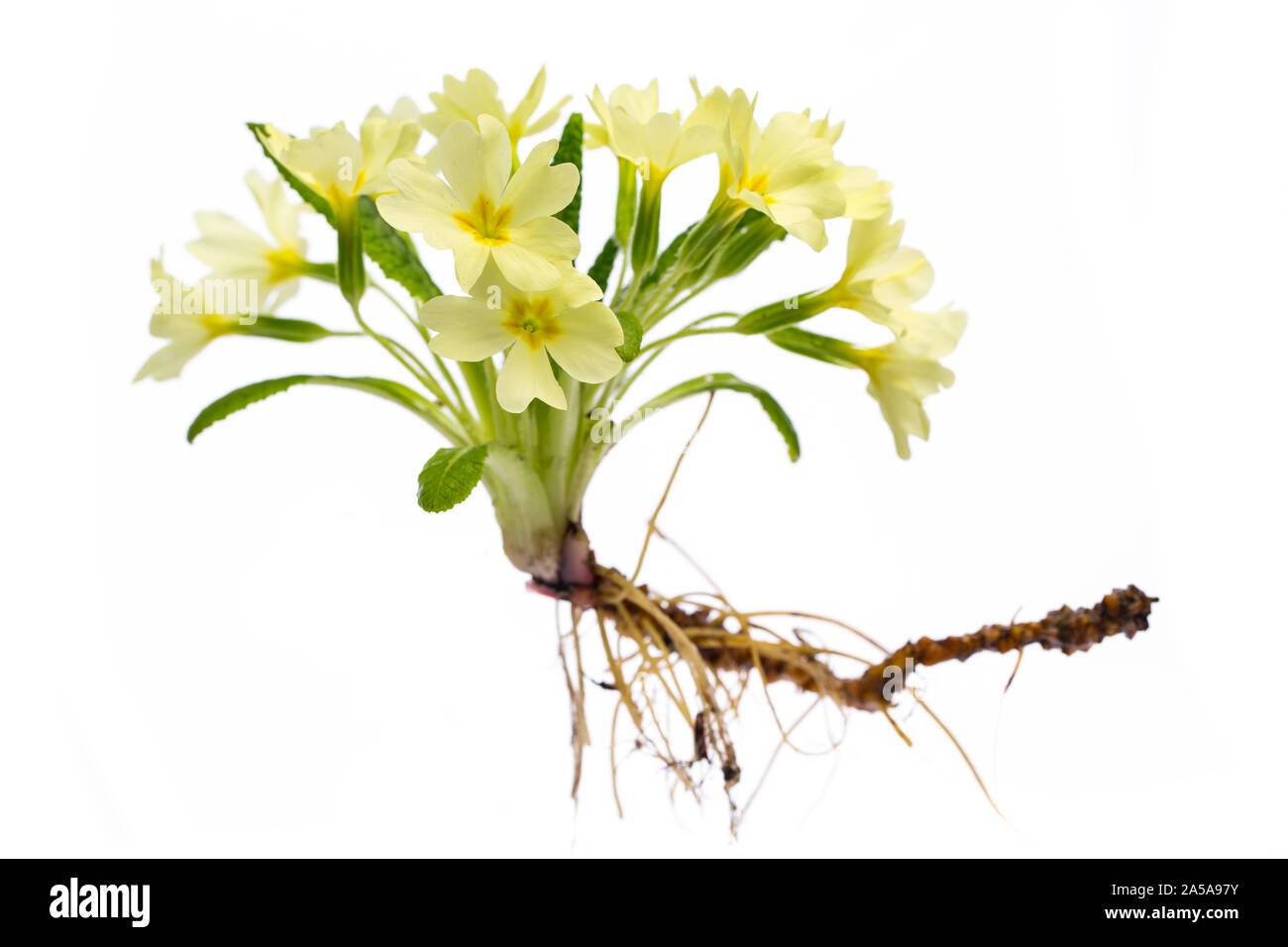 Piante di guarigione: Primula (primula vulgaris) pianta intera su sfondo bianco Foto Stock