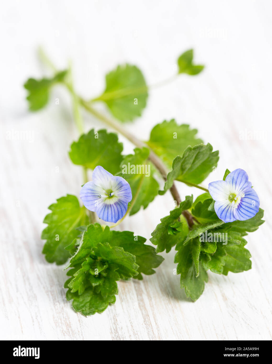 Impianto studi: Speedwell (Veronica) giacente su legno chiaro Foto Stock