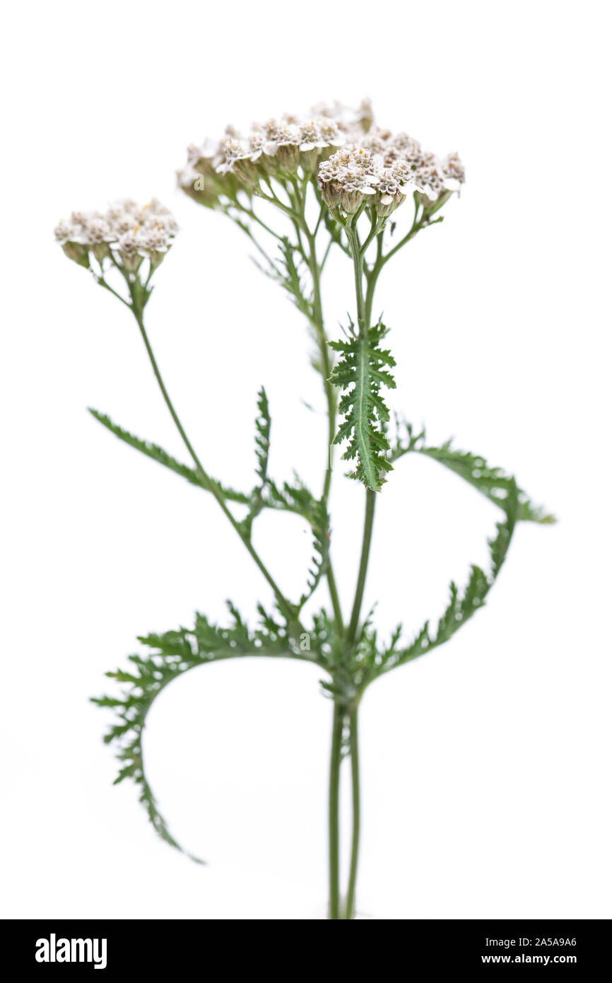 Yarrow (Achillea millefolium) in piedi di fronte a uno sfondo bianco Foto Stock