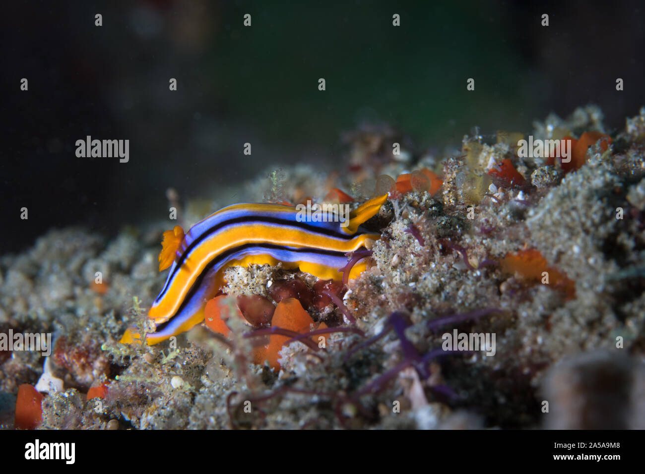 Chromodoris hamiltoni nudibranch - blue sea slug con tre linee nere con manto arancione Foto Stock