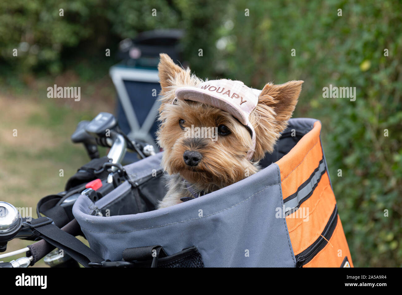 Wouapy, Miss Easy Rider. Piccolo Cane ottenendo un giro nei suoi proprietari Cestino bici Foto Stock