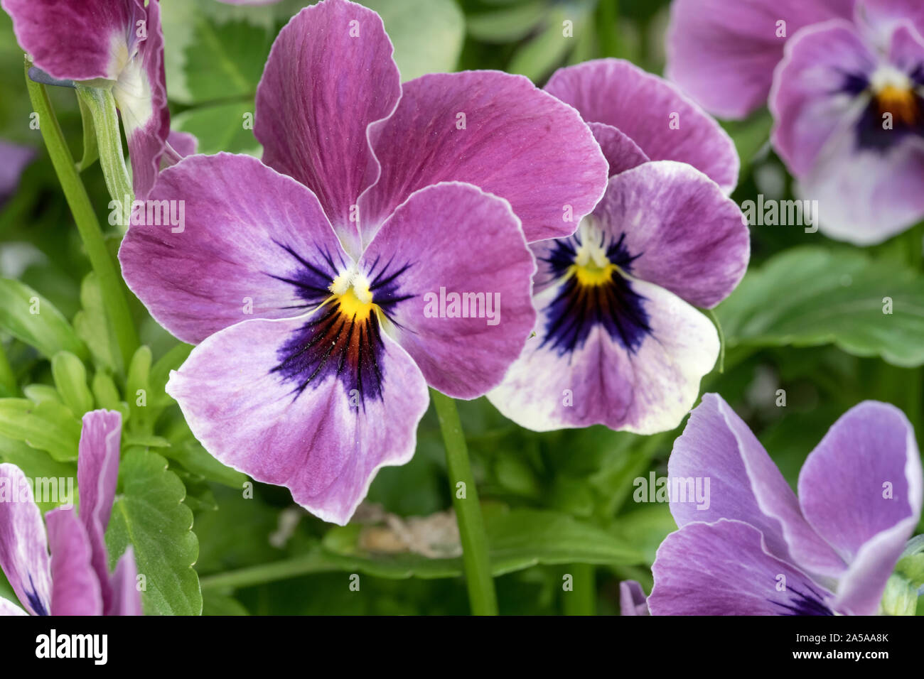 Dettaglio della rosa violetto panse" fiori, girato a Andenes, Norvegia Foto  stock - Alamy