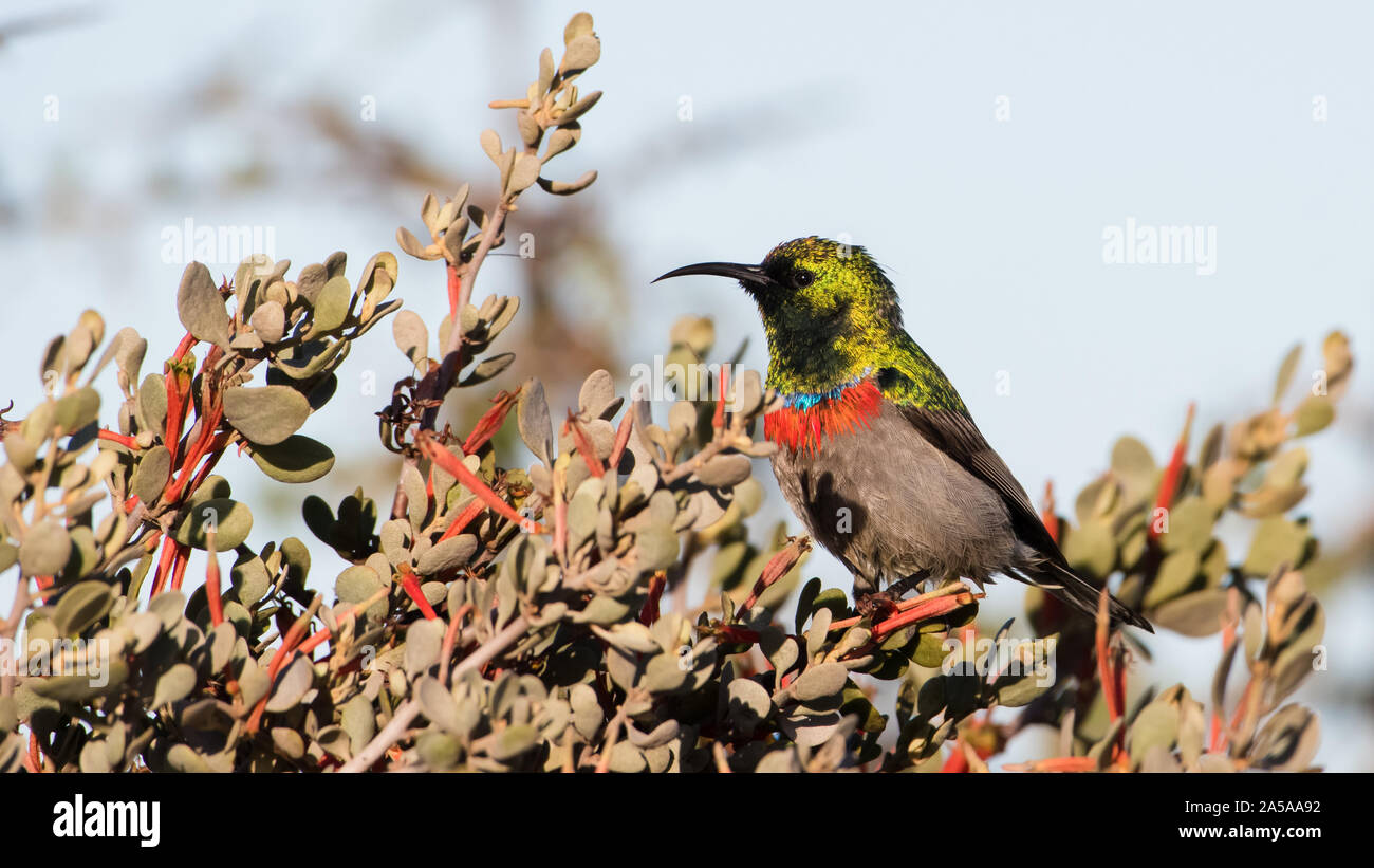 Il sud del doppio sunbird collare o minore a doppio collare sunbird (Cinnyris chalybeus) Foto Stock