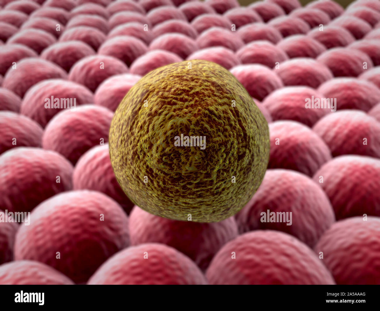 La moltiplicazione delle cellule, immagine microscopica delle cellule, divisione della cellula di cancro Foto Stock