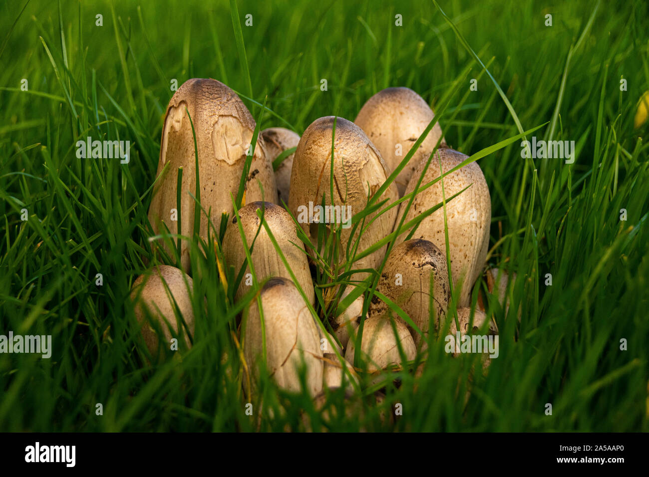 I funghi che crescono in erba Foto Stock