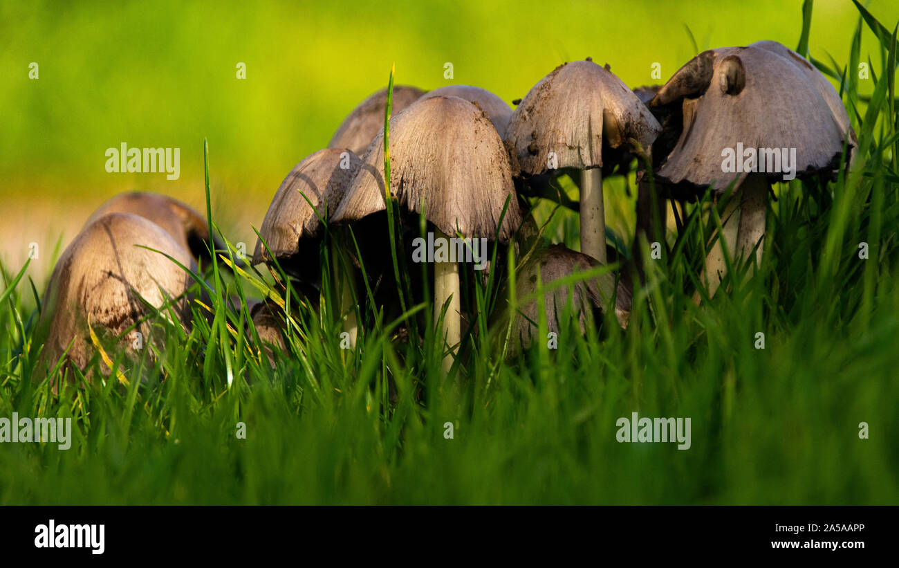 Un gruppo di funghi che crescono in erba Foto Stock