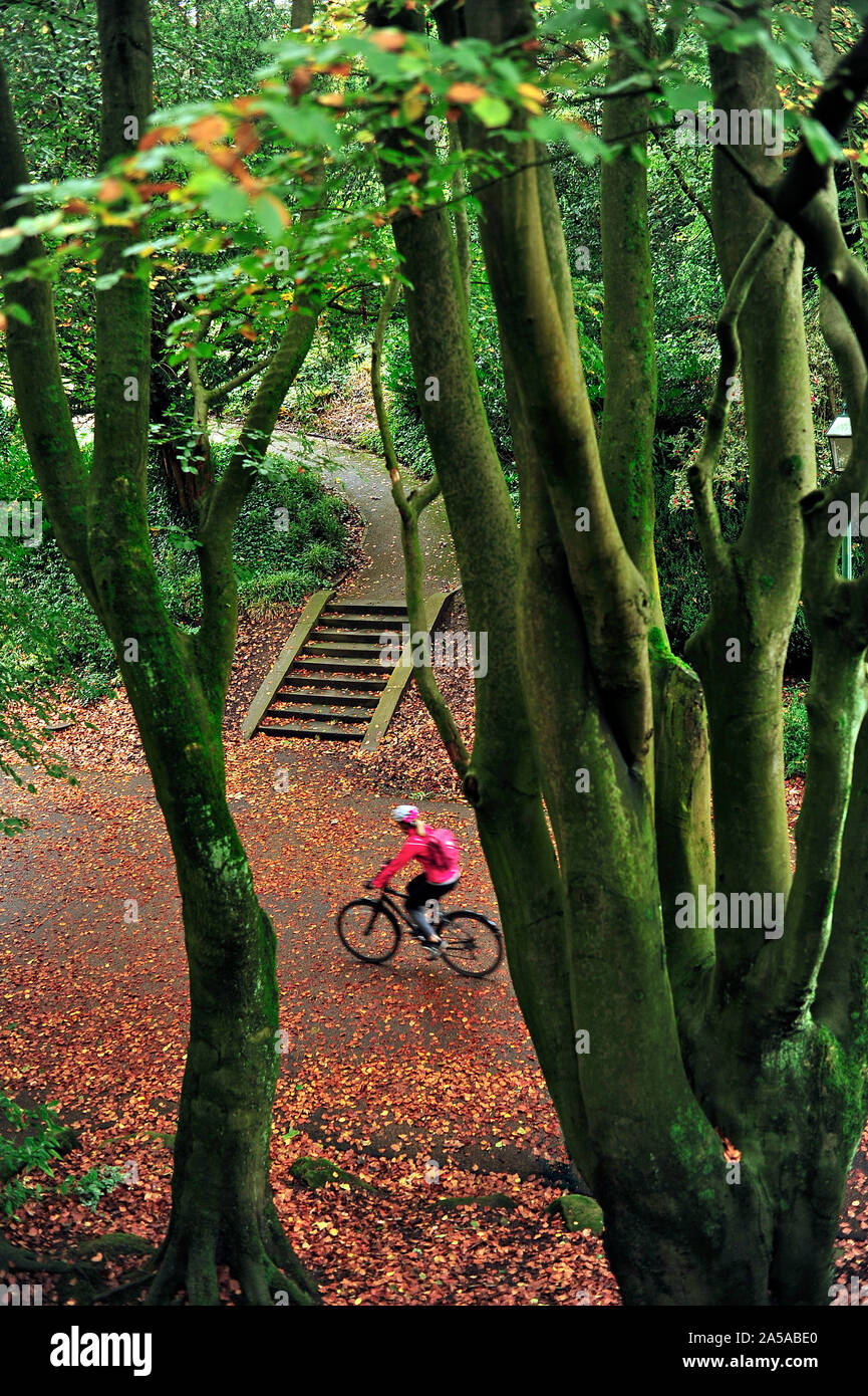 Escursioni in bicicletta lungo una foglia percorso coperto in autunno nel Parco Avenham,Preston Foto Stock Escursioni in bicicletta lungo una foglia percorso coperto in autunno nel Parco Avenham,Preston Foto Stock