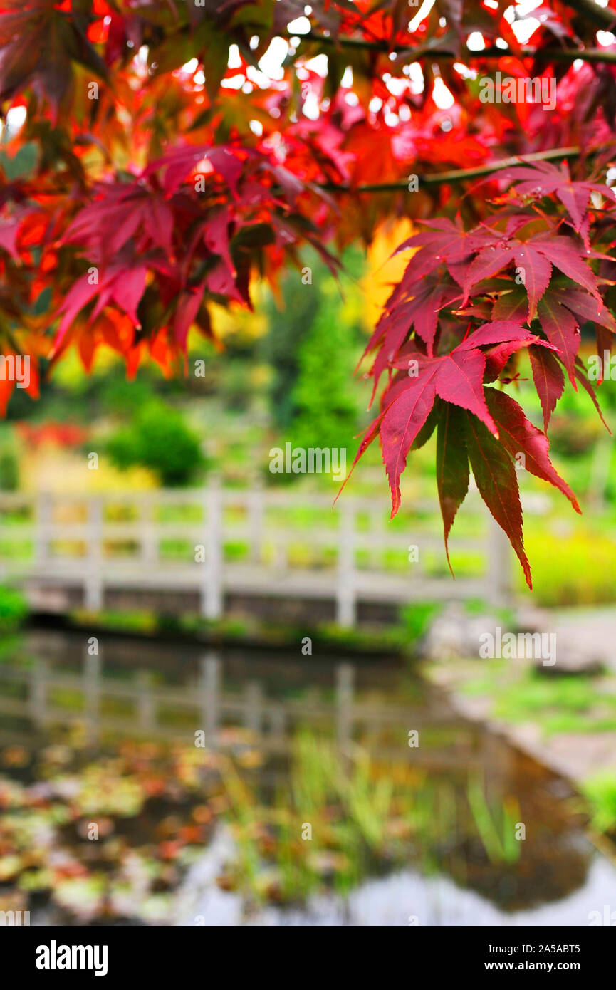 Parco Avenham Giardini Giapponesi in autunno,Preston, Regno Unito Foto Stock Parco Avenham Giardini Giapponesi in autunno,Preston, Regno Unito Foto Stock