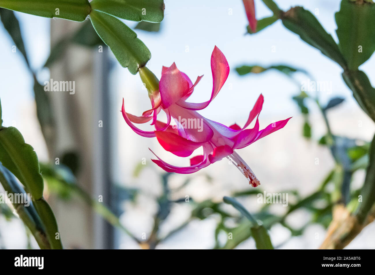 Impianto Indoor schlumbergera. Houseplant dekabrist blumi. Un fiore sul davanzale. Foto Stock