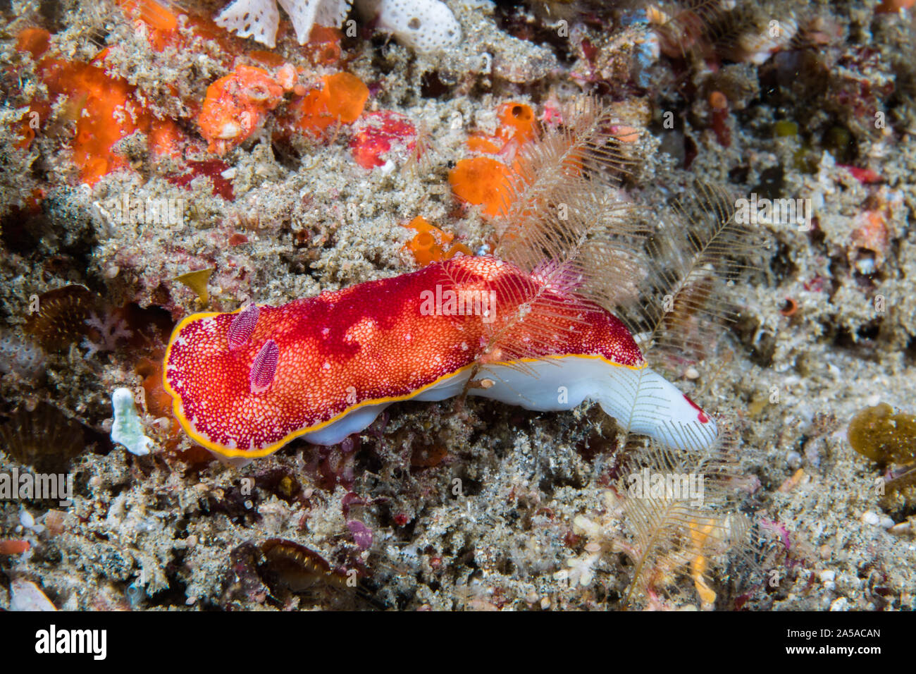 Nudibranch Goniobranchus - mare bianco slug con schema rosso, giallo fascia marginale. Foto Stock