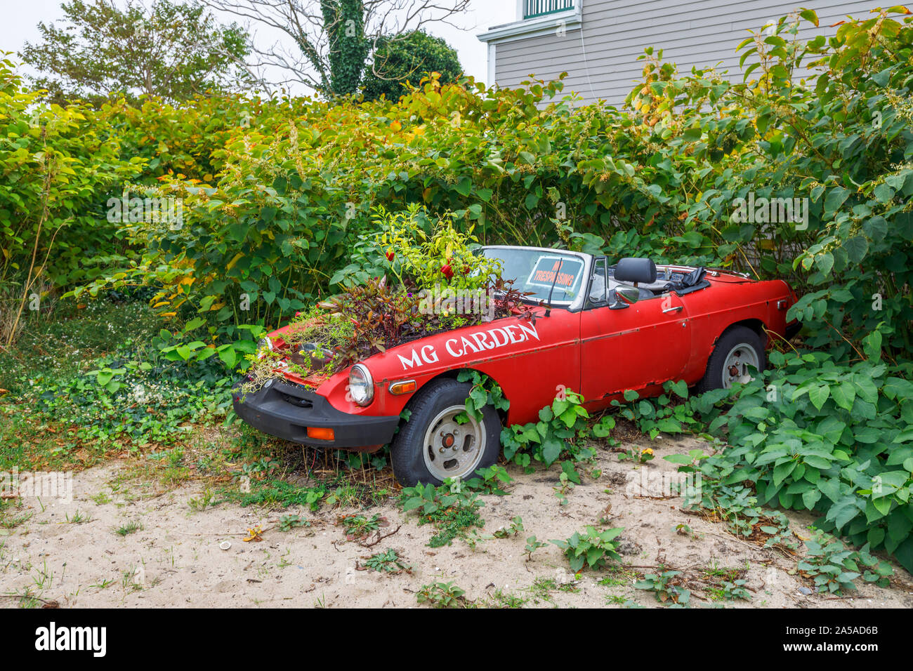 Vintage fatiscente MG auto con piante che crescono dal motore sulla spiaggia al di fuori di una spiaggia galleria d'arte a a Provincetown (P-città), Cape Cod, MA, Stati Uniti d'America Foto Stock