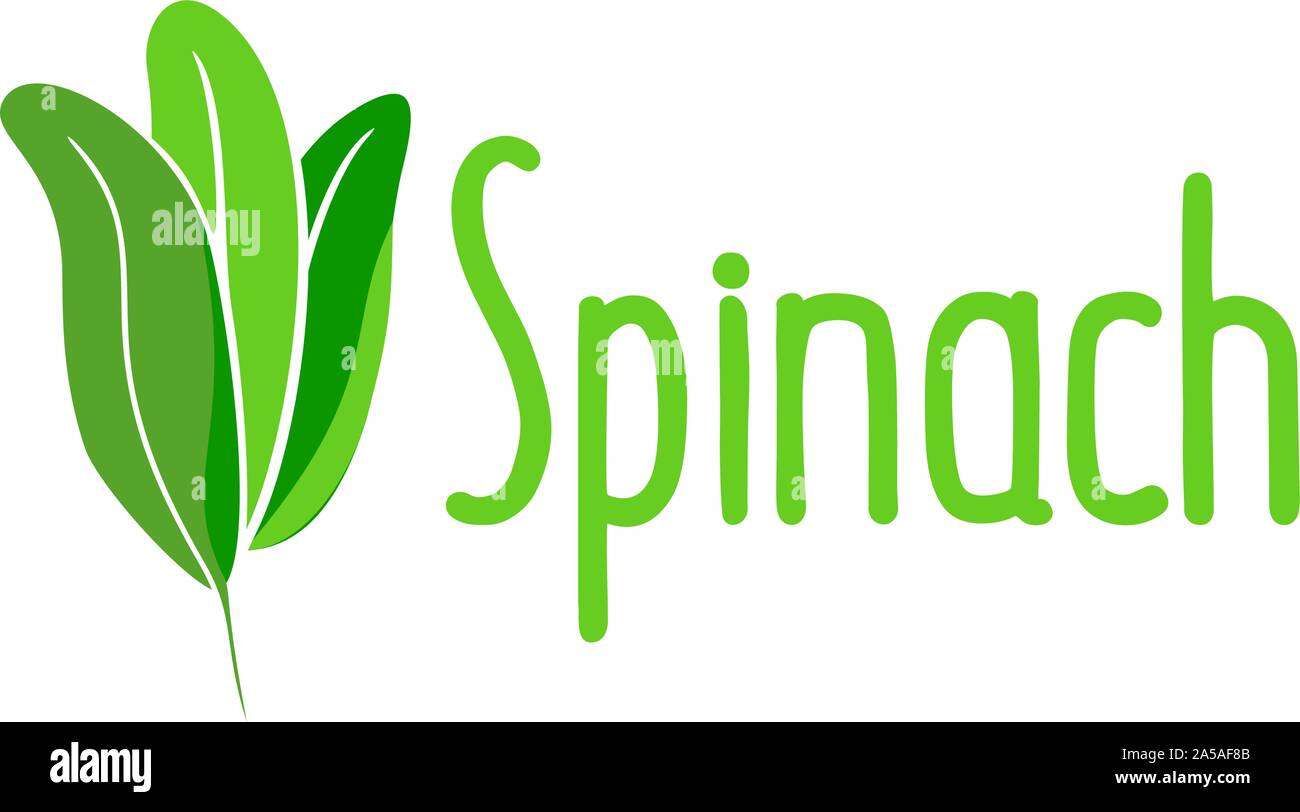 Spinaci - foglie fresche verdi, erbe biologiche naturali. Illustrazione Vettoriale