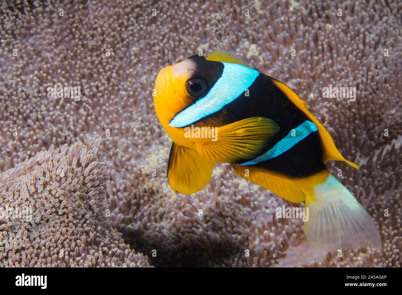 Twobar anemonefish o Clownfish (Amphiprion allardi) con il suo anemone in background. Foto Stock