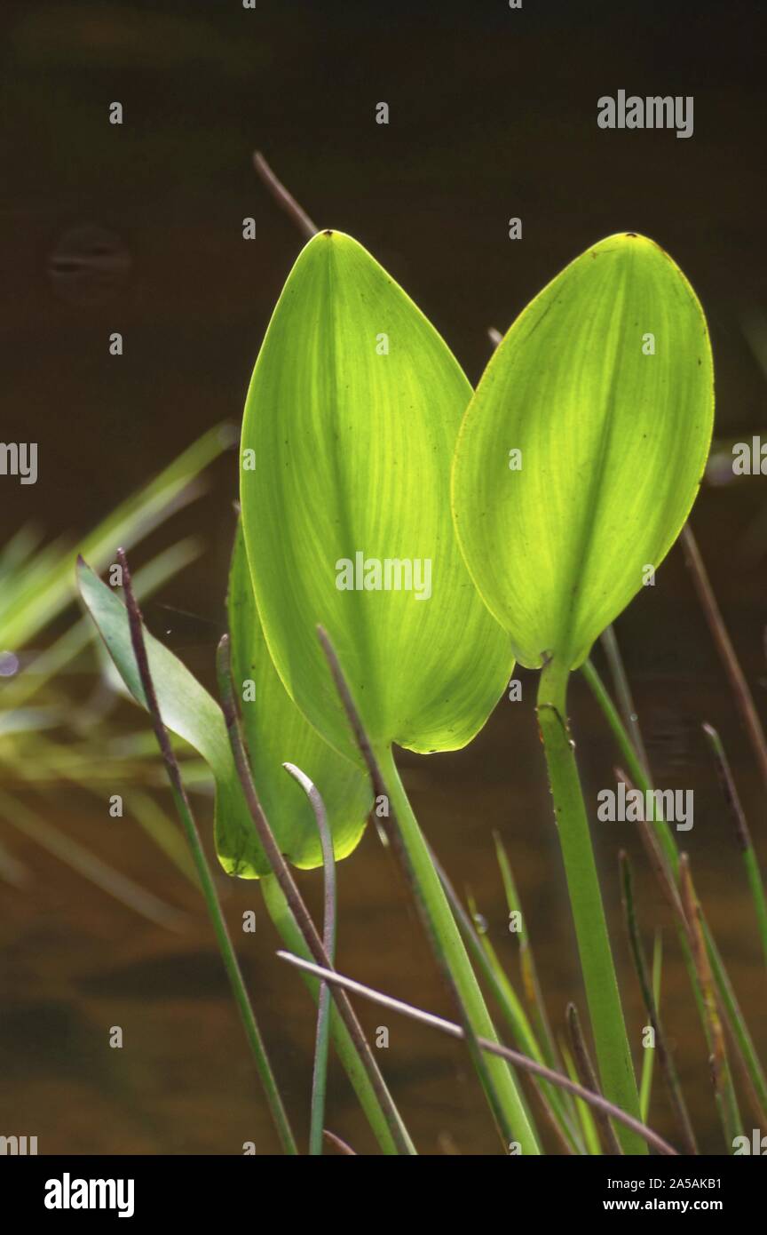 Colpo verticale selettivo di foglie di pianta di Polygonatum Foto Stock