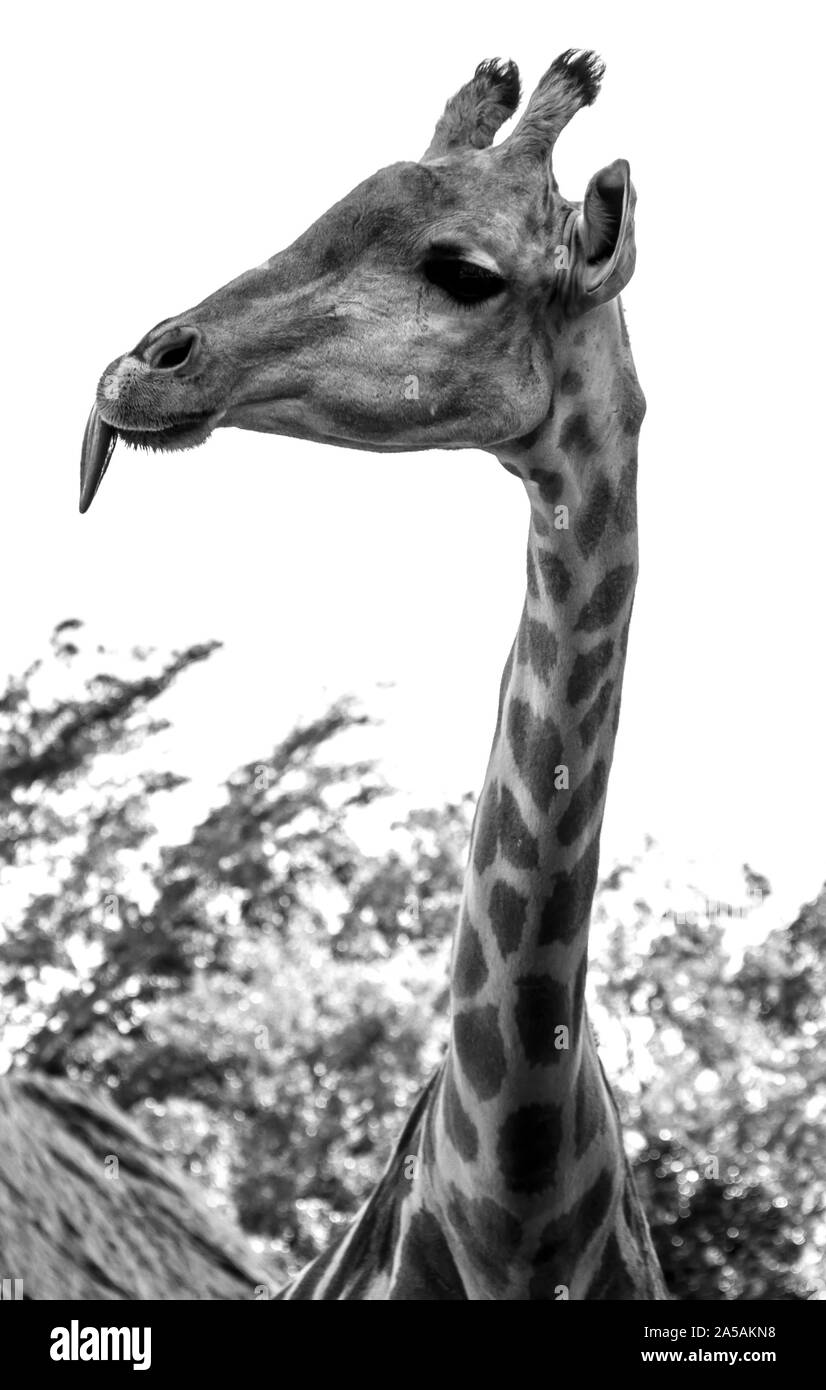Immagine verticale in scala di grigi di una giraffa che mastica foglie Foto Stock