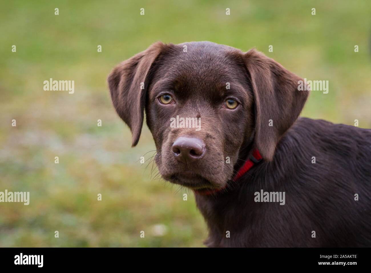 Ritratto di un marrone Labrador Retriever cucciolo Foto Stock