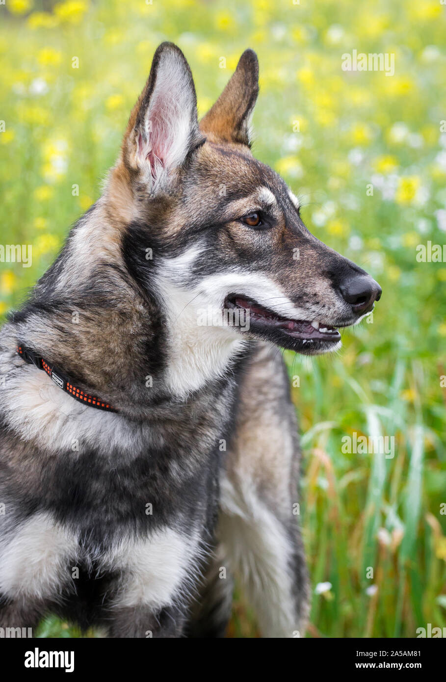 Sandros Leisha Wolfsschäferhund, una razza wolfdog Foto Stock