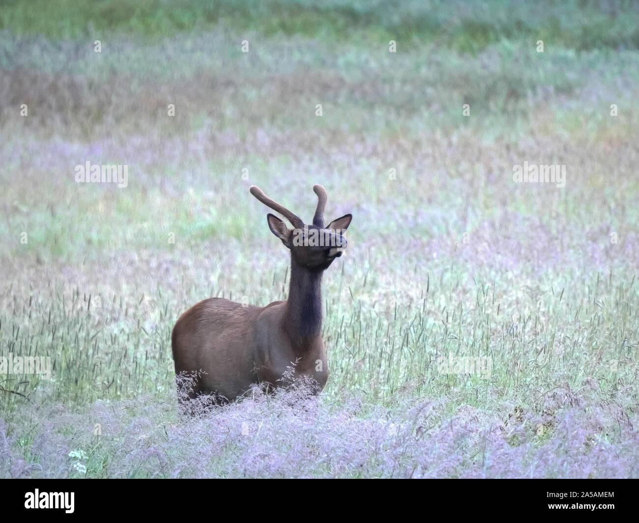 Un giovane elk profuma l'aria di prima mattina a Yellowstone Foto Stock