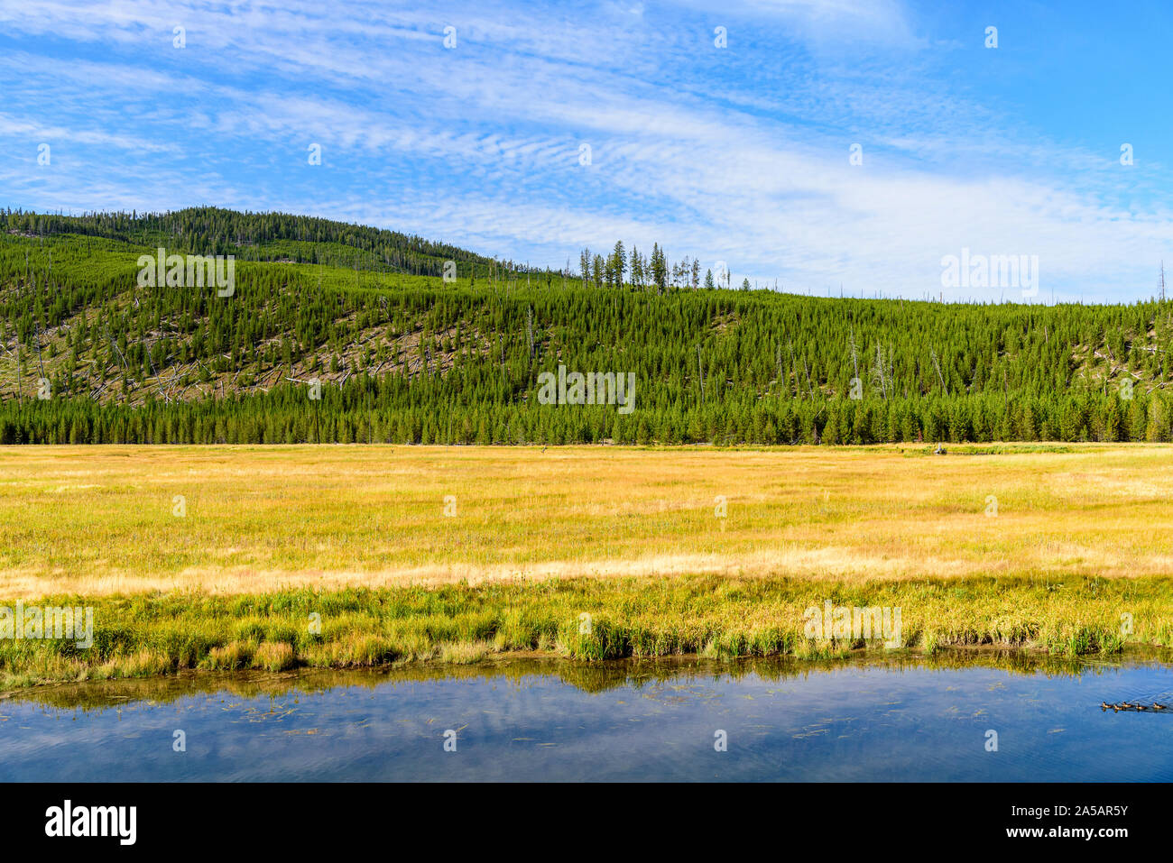 Bordo del lago con oro campi erbosi e albero coperto al di là della montagna sotto un cielo blu con nuvole bianche. Foto Stock