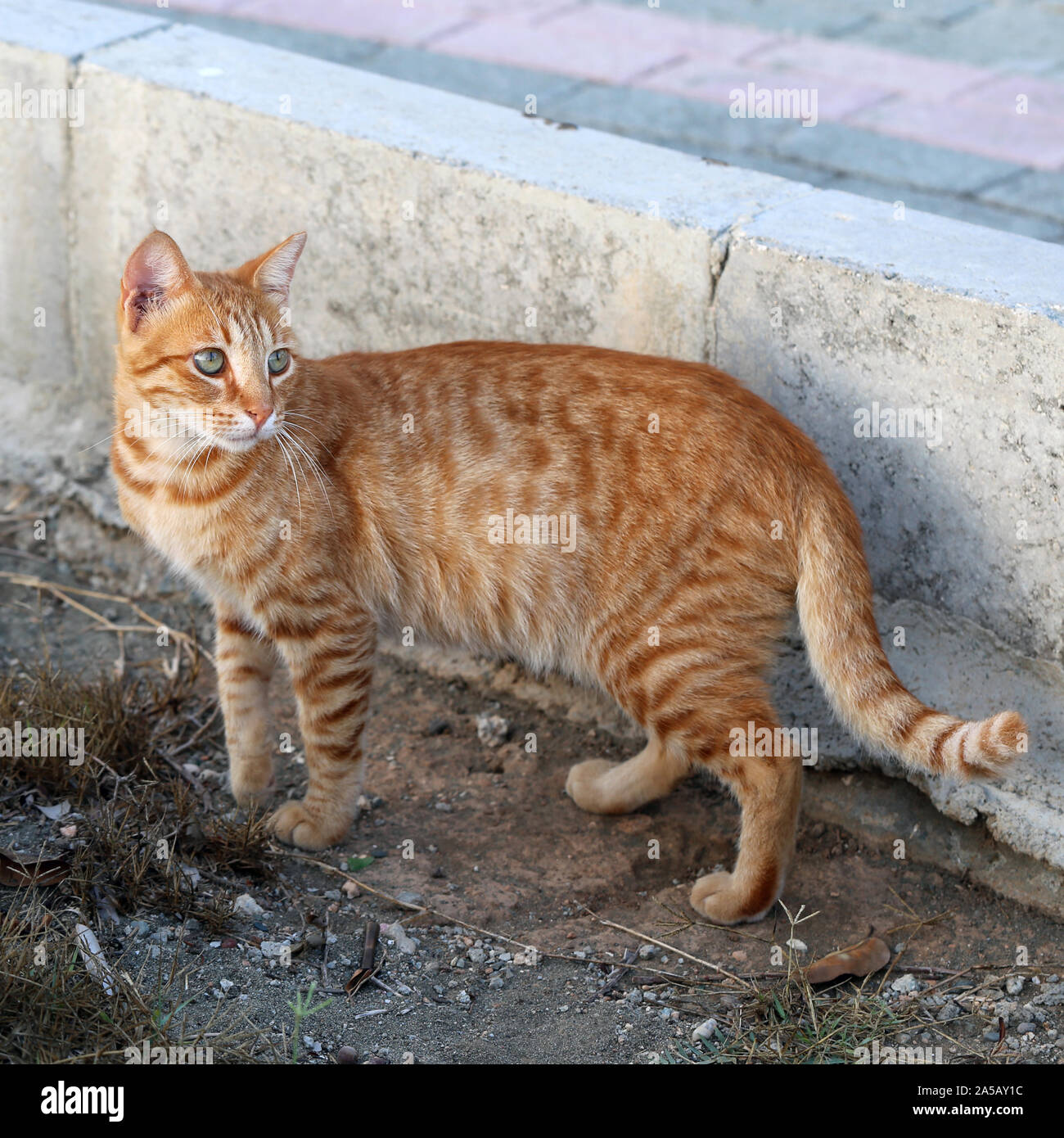 Carino il gatto selvatico fotografato nell'isola di Cipro. Birichino,  pelliccia animale. Questo gatto è un arancione a strisce / marrone uno ed è  alla ricerca di avviso Foto stock - Alamy