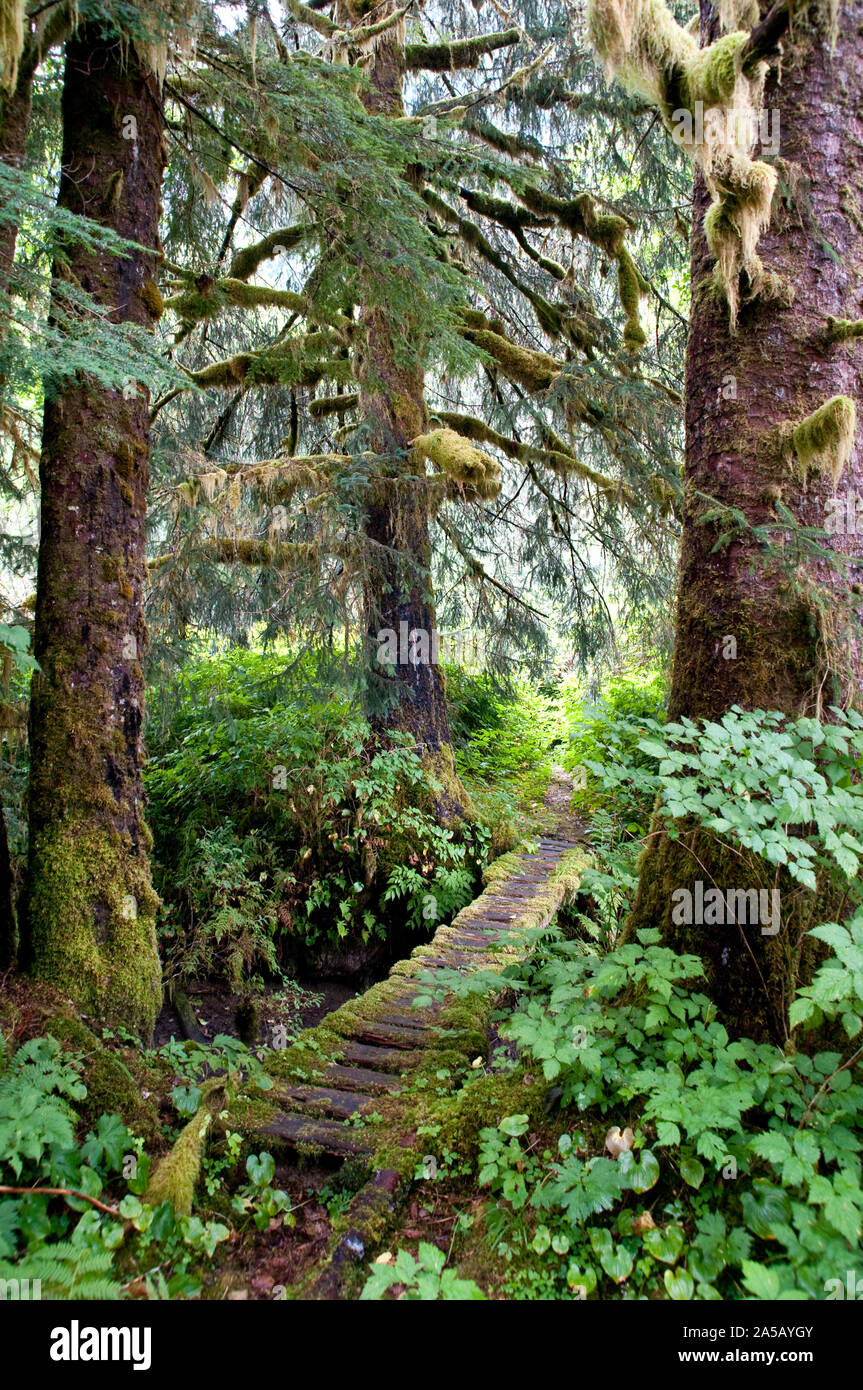 Un mossy sentiero escursionistico al di sotto di Sitka abeti rossi nel vecchio di conifere crescita del grande orso nella foresta pluviale, vicino a Ocean Falls, British Columbia, Canada. Foto Stock